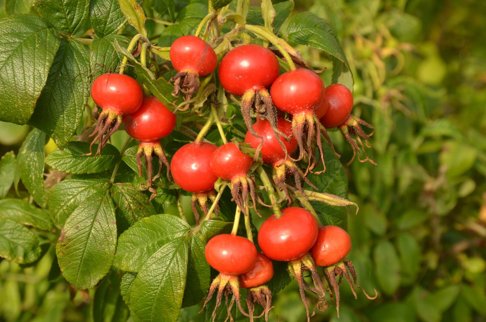 Nikon D7000 sample photo. Nature, plant, rose photography