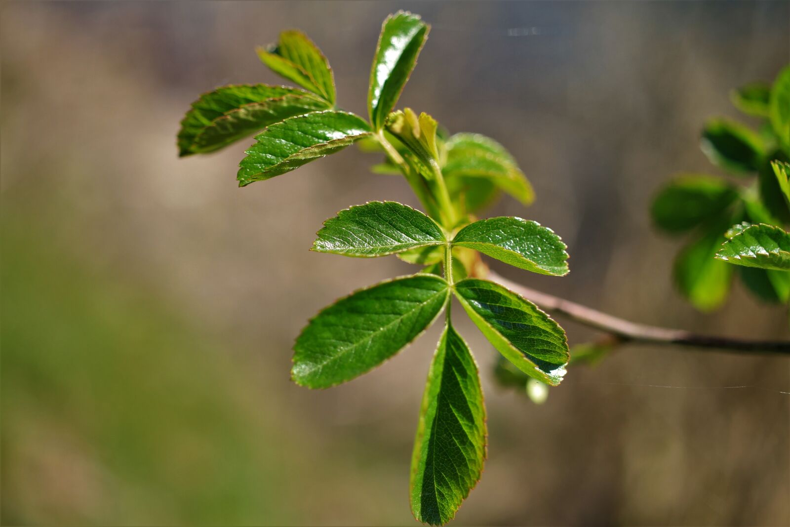 Canon EOS 7D sample photo. Spring, leaves, green photography