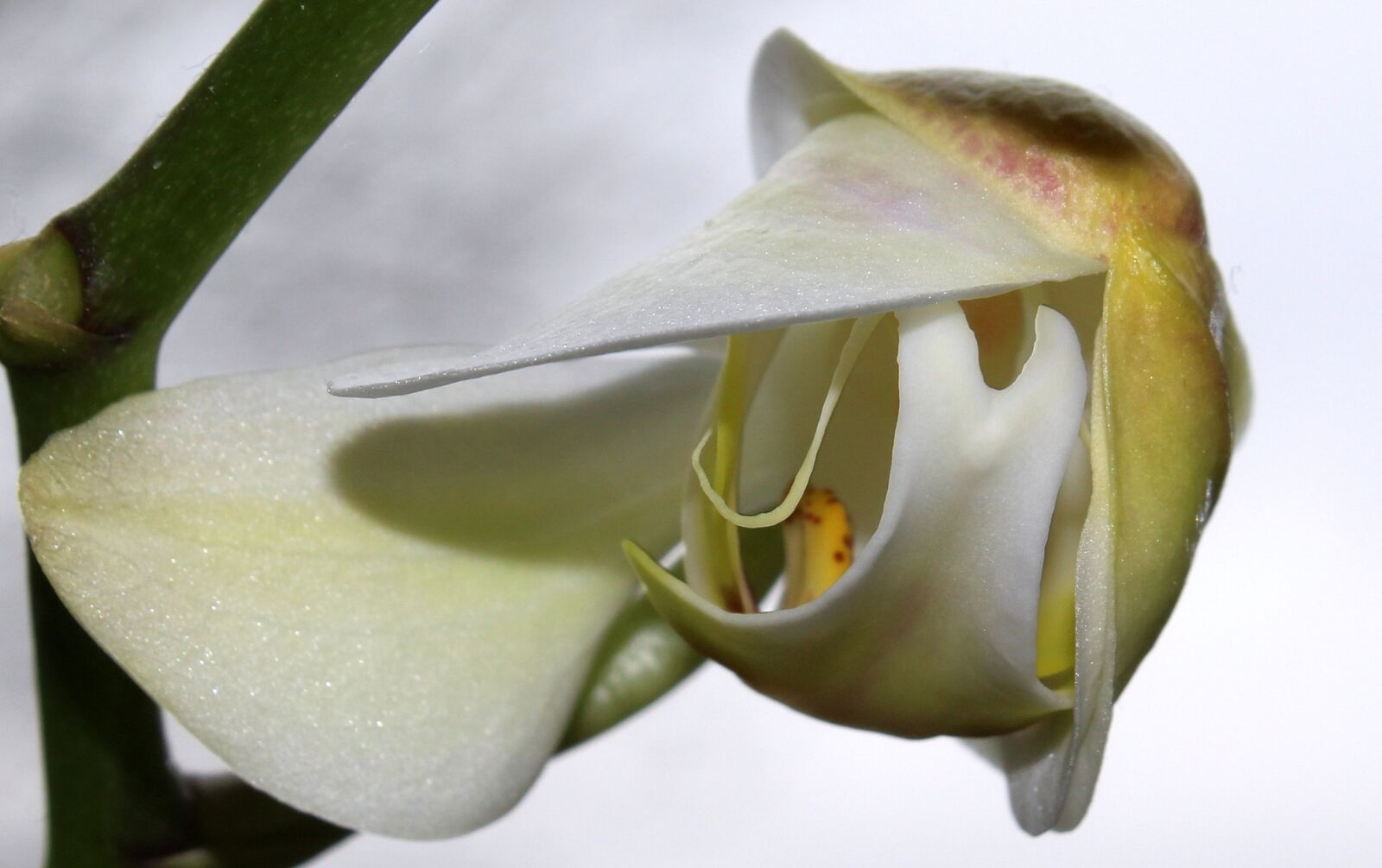 Canon EOS 650D (EOS Rebel T4i / EOS Kiss X6i) sample photo. Orchid, orchid greenhouse, orchidaceae photography