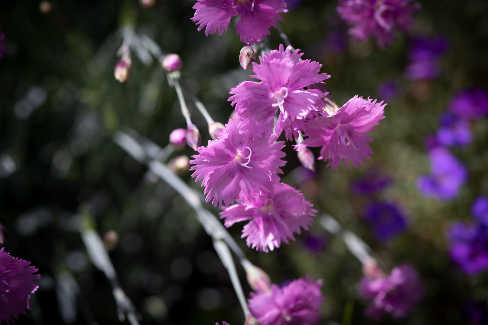 Nikon D750 sample photo. Flower, sweet william, carnation photography