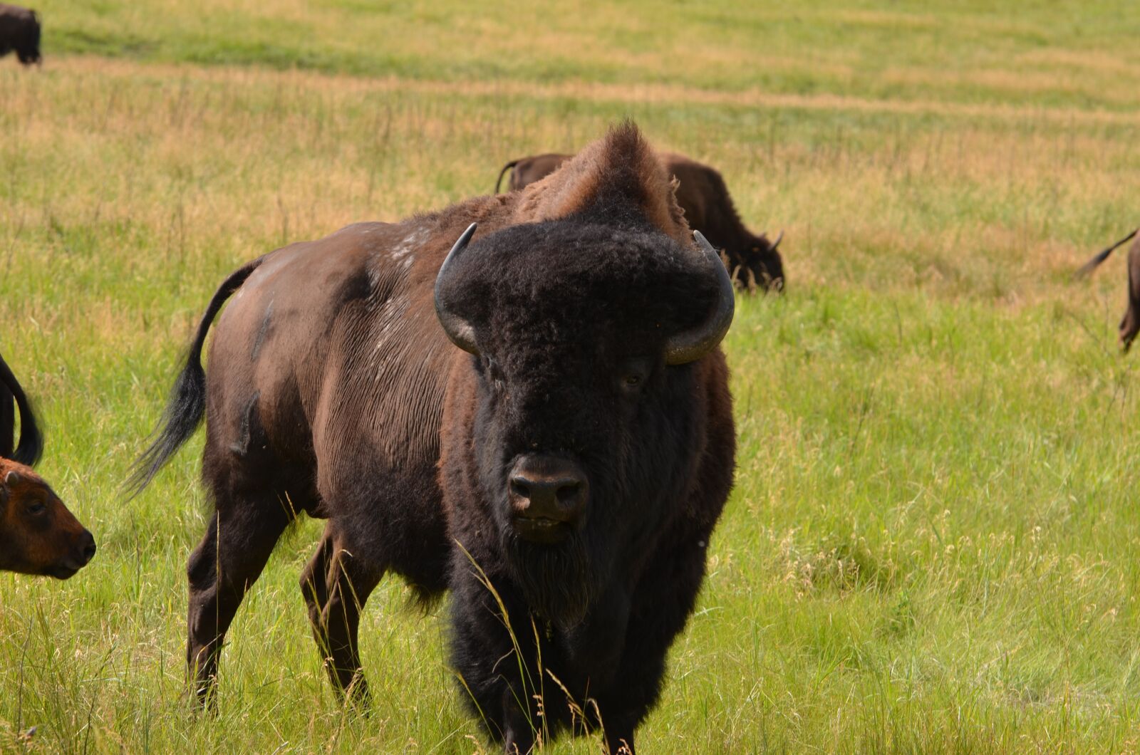 Nikon D7000 sample photo. Buffalo, male, bull photography