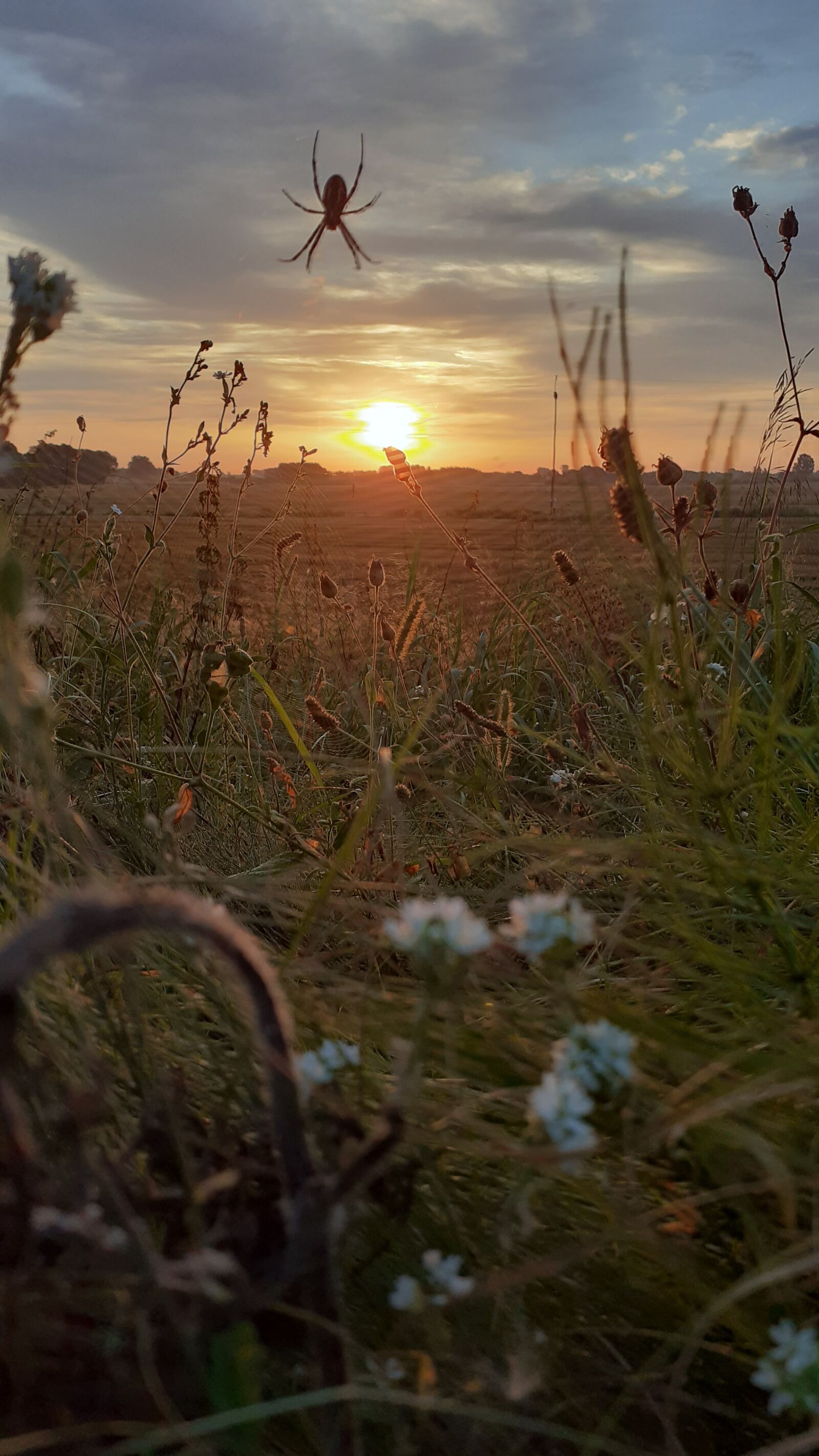 Samsung SM-A202F sample photo. Nature, spider, wild photography