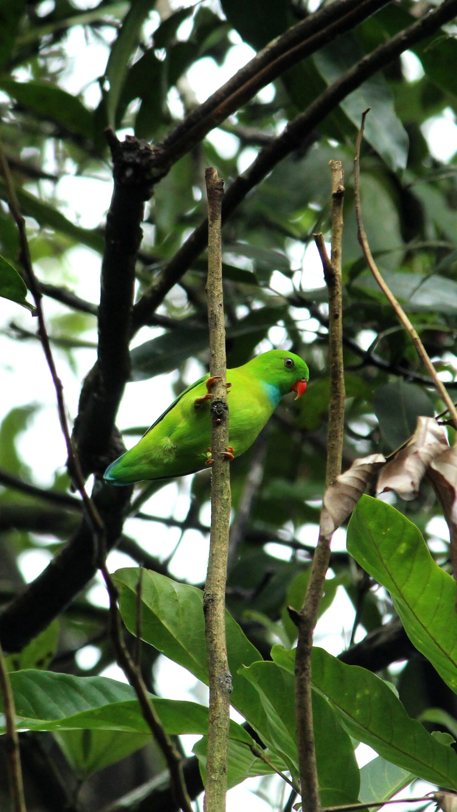 Canon EOS 1300D (EOS Rebel T6 / EOS Kiss X80) sample photo. Vernal, hanging, parrot photography