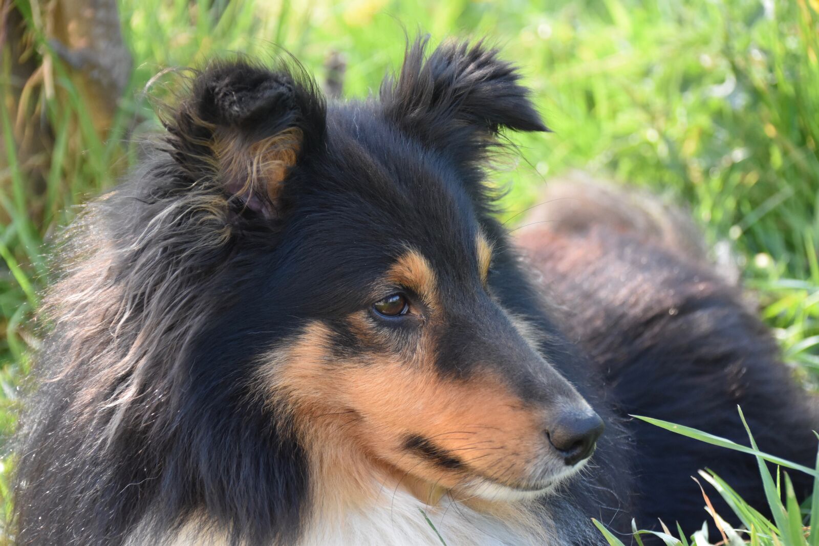 Nikon D5600 sample photo. Dog, dog shetland sheepdog photography