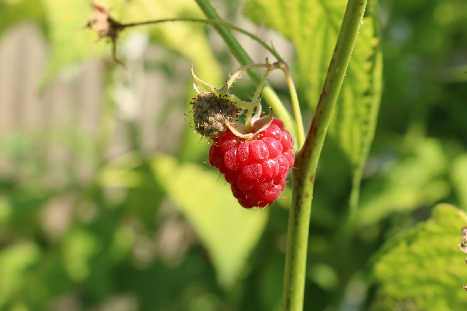 Canon EOS 70D sample photo. Food, fruit, fruits photography