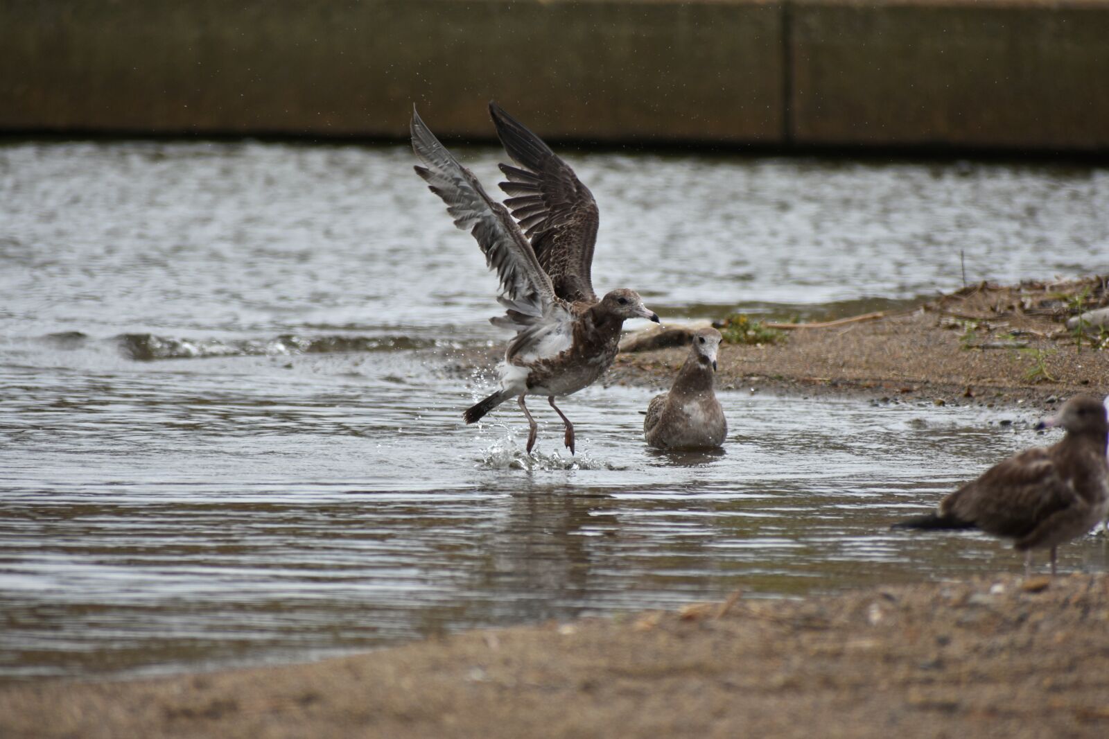 Nikon D7200 sample photo. Animal, sea, beach photography