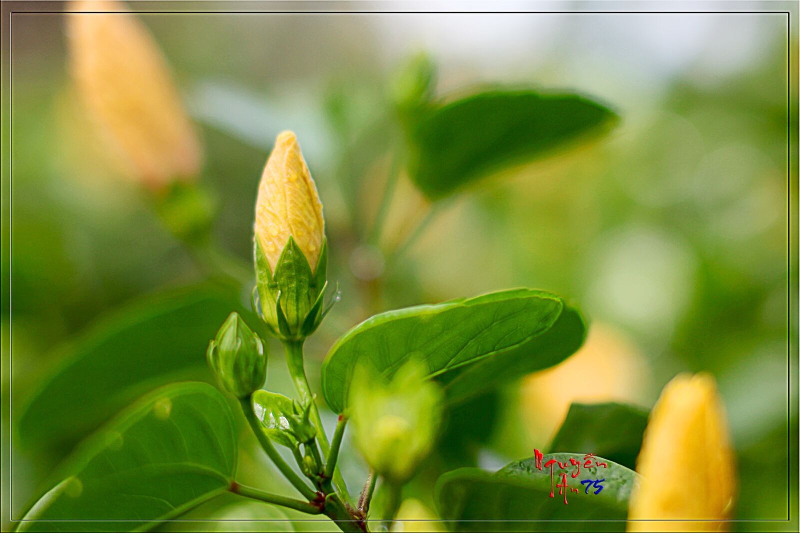 Canon EOS 5D Mark II sample photo. Flower, vietnam, tree leaves photography