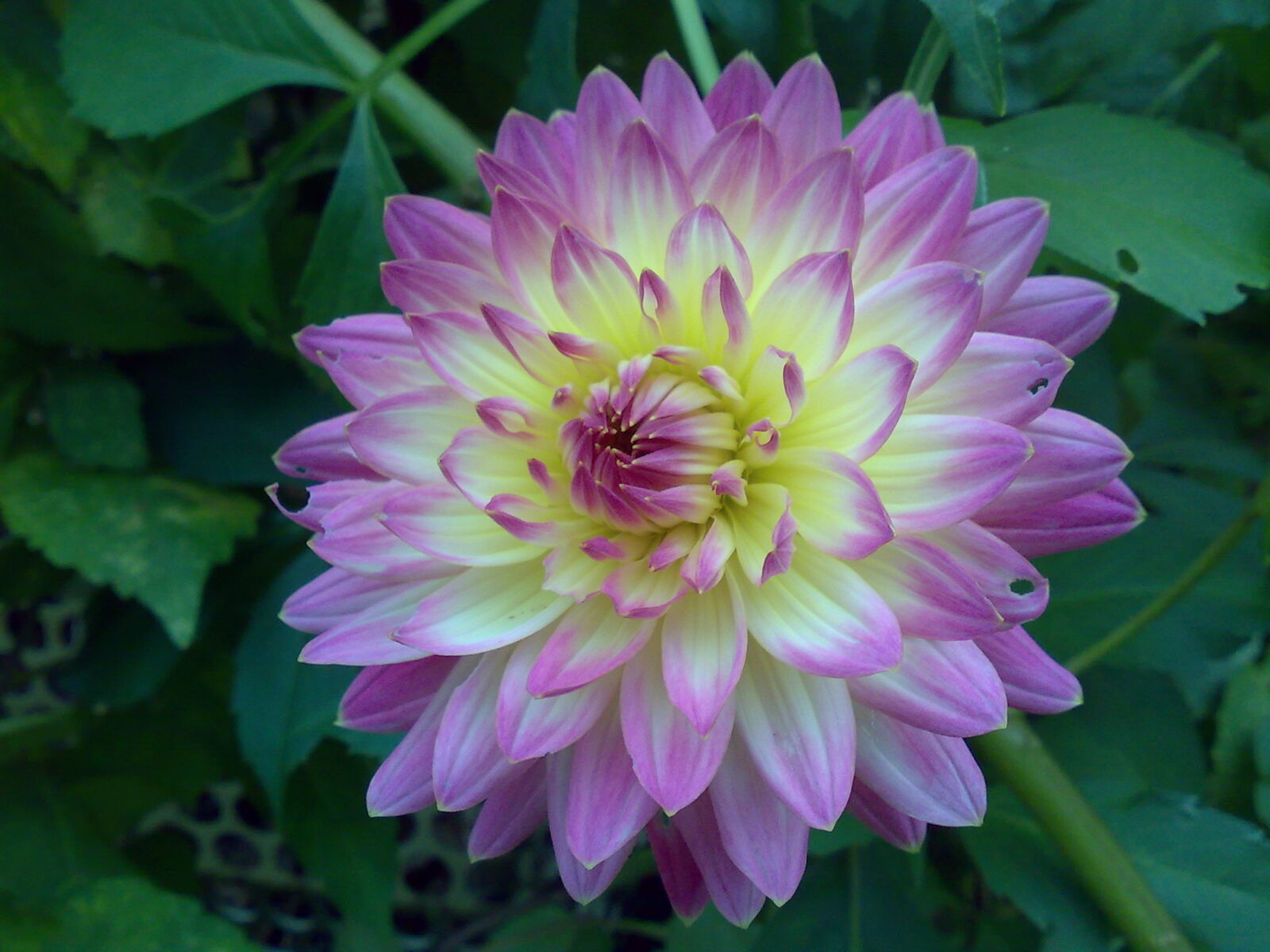 Nokia E90 sample photo. Flower, garden, flowers, purple photography