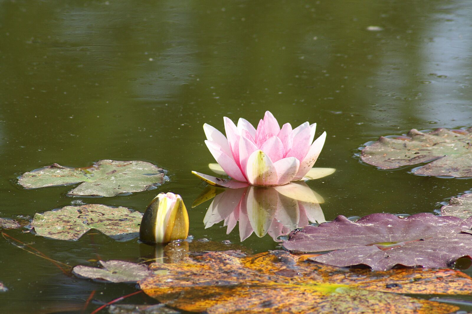 Canon EOS 1000D (EOS Digital Rebel XS / EOS Kiss F) sample photo. Water lily, nuphar lutea photography