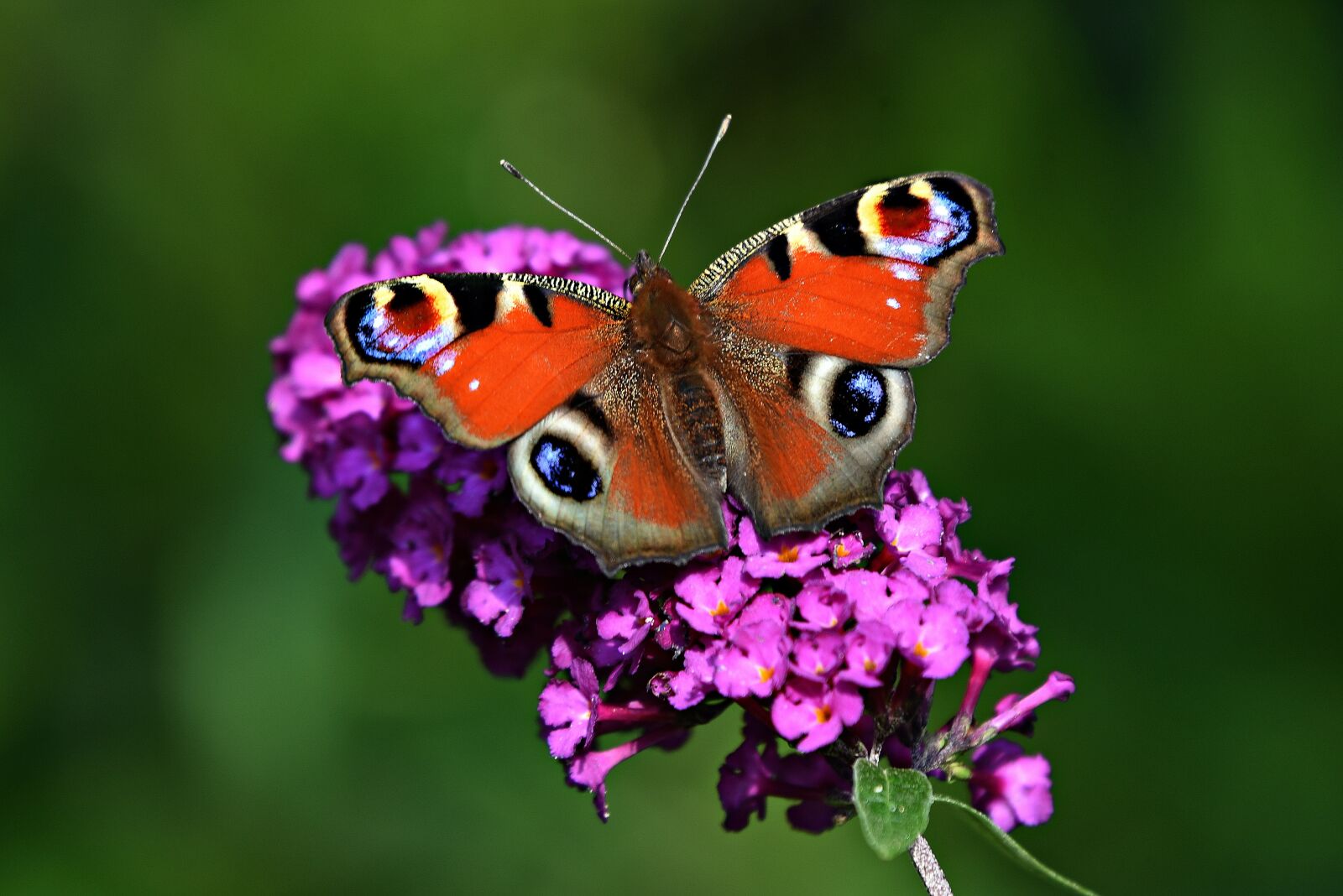 Nikon D750 sample photo. Peacock butterfly, insect, lepidoptera photography