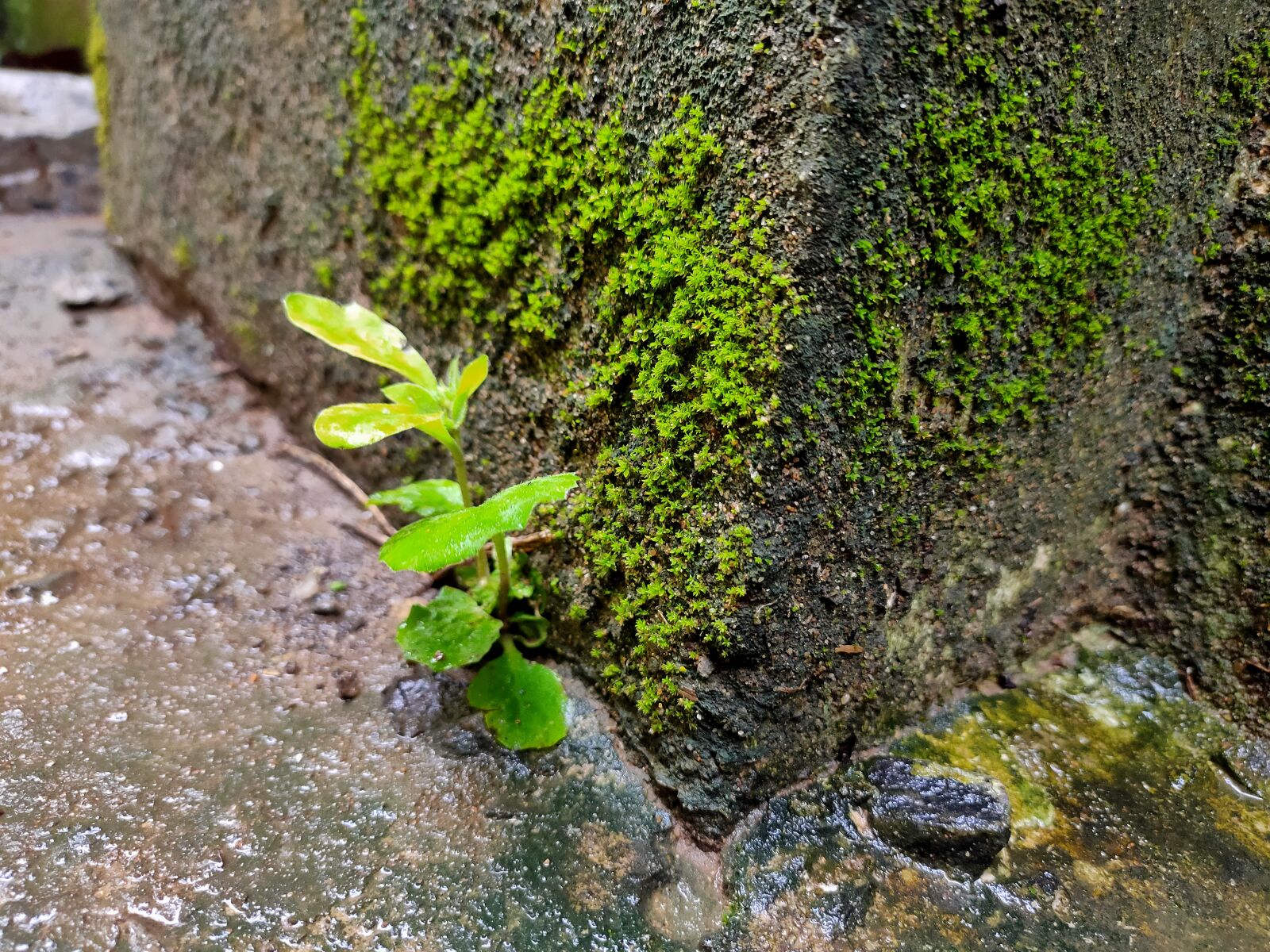 Realme 5 PRO sample photo. Rain, plant, g photography