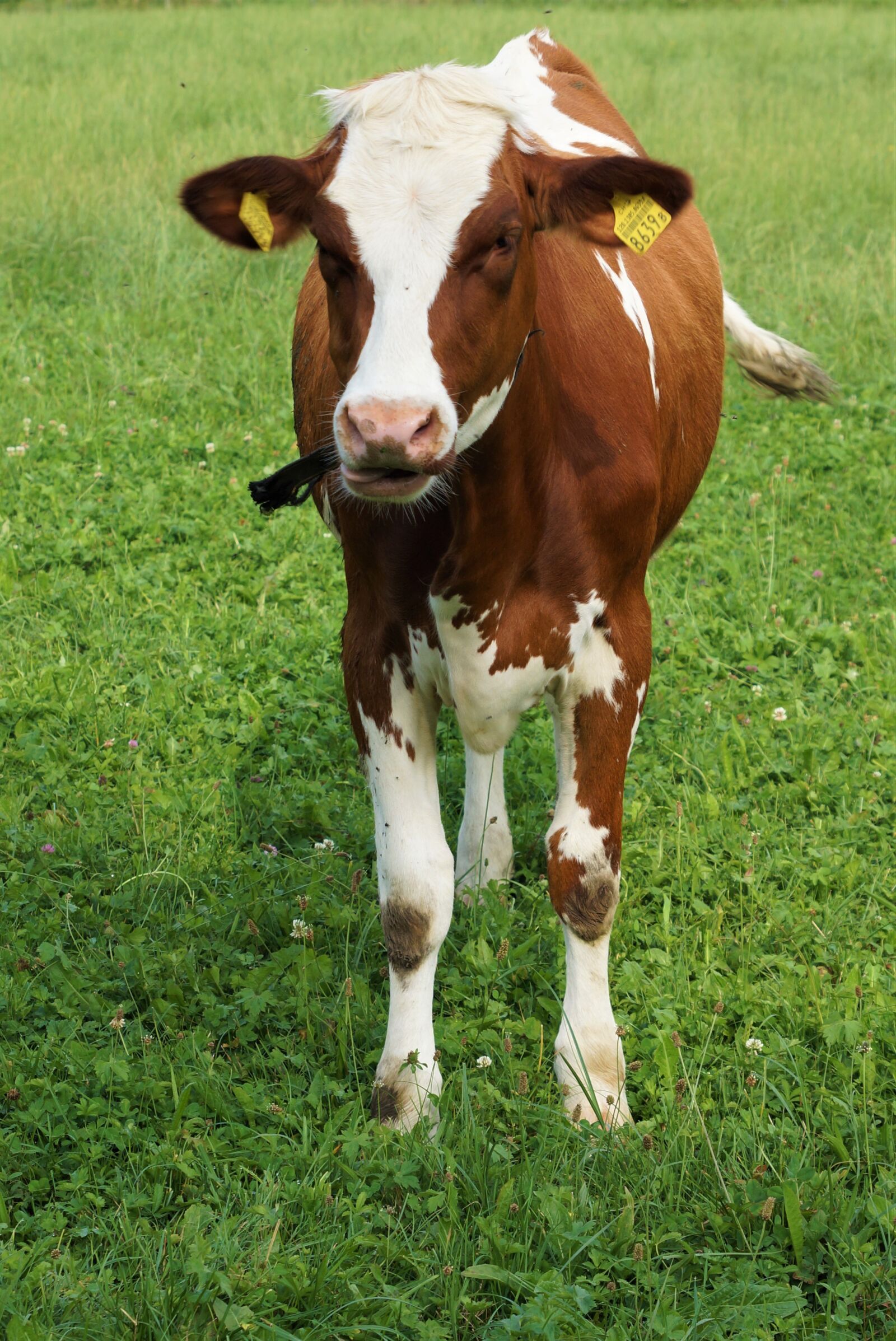 Sony SLT-A65 (SLT-A65V) sample photo. Calf, livestock, pasture photography