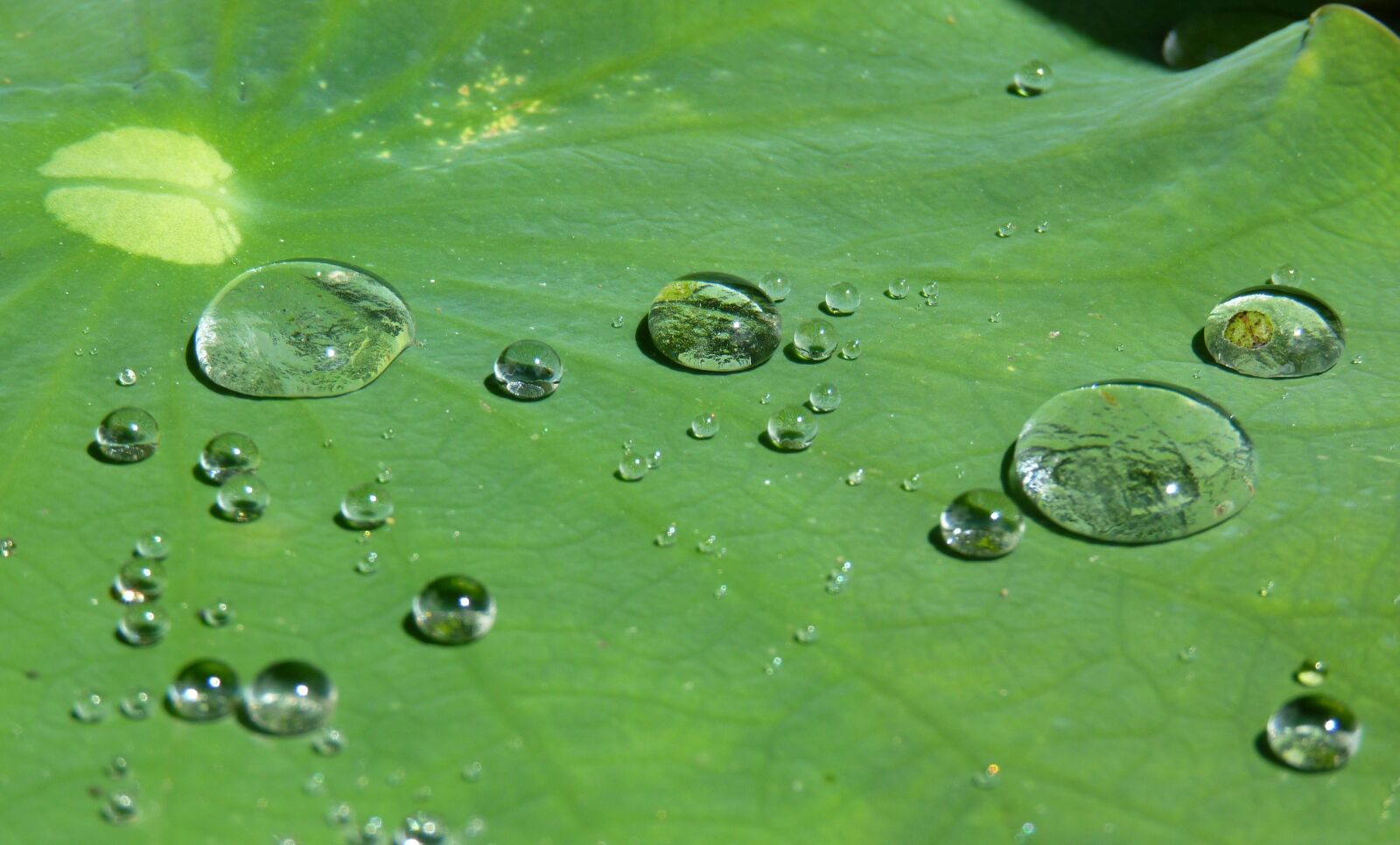 Panasonic Lumix DMC-FZ35 (Lumix DMC-FZ38) sample photo. Lotus effect, drip, water photography
