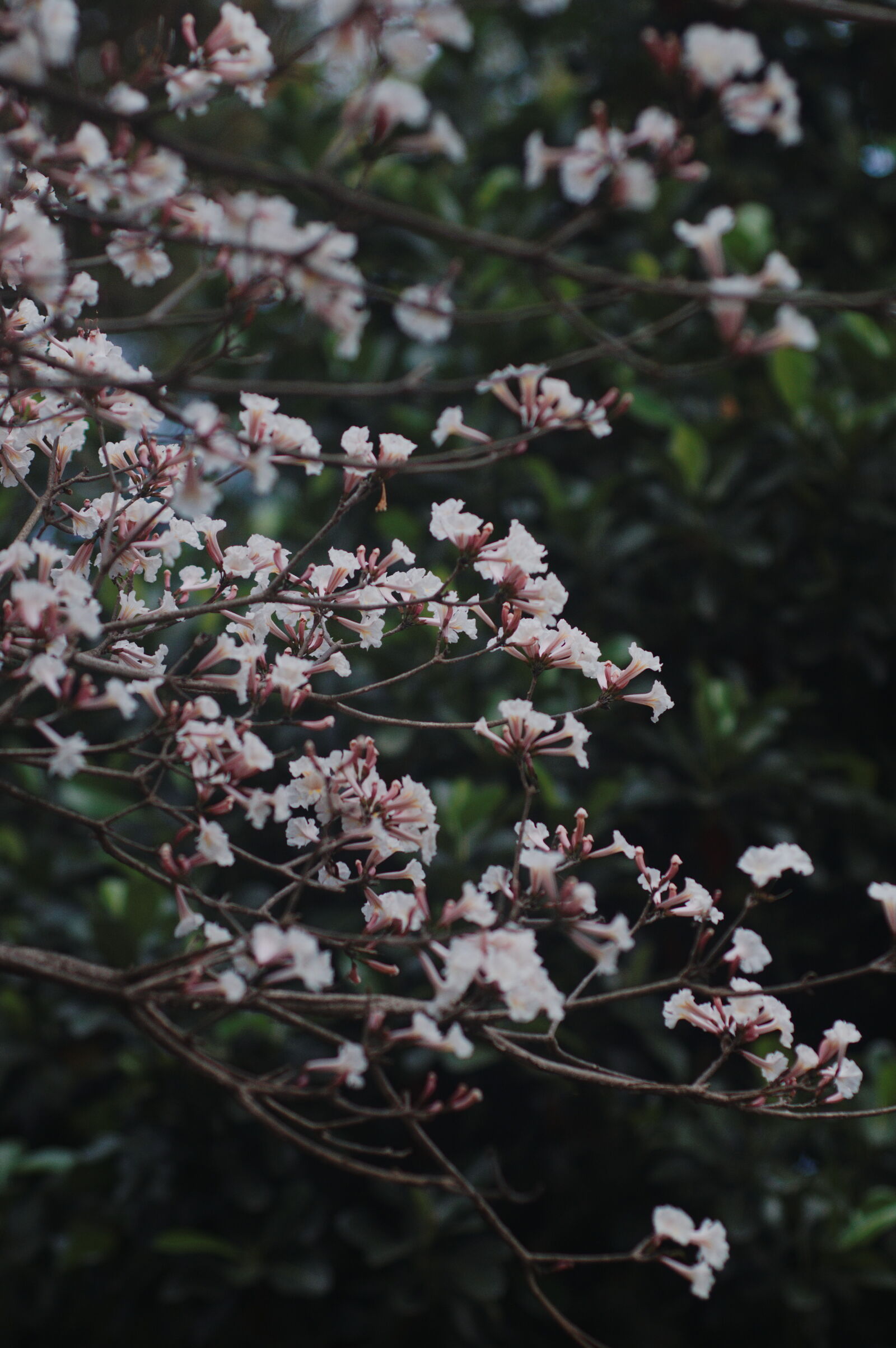 Nikon D90 sample photo