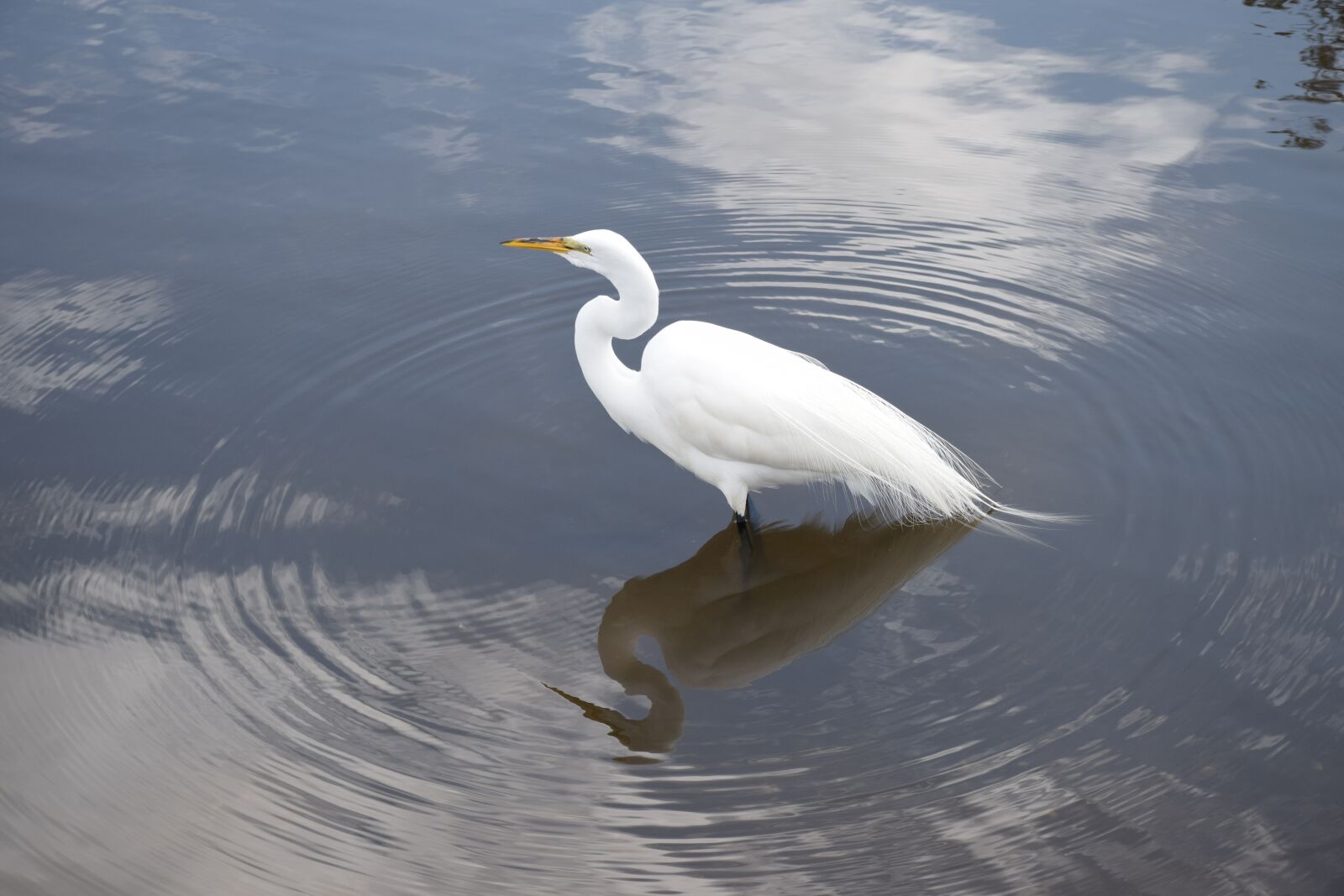 Nikon D5300 sample photo. Egret, snowy egret, white photography