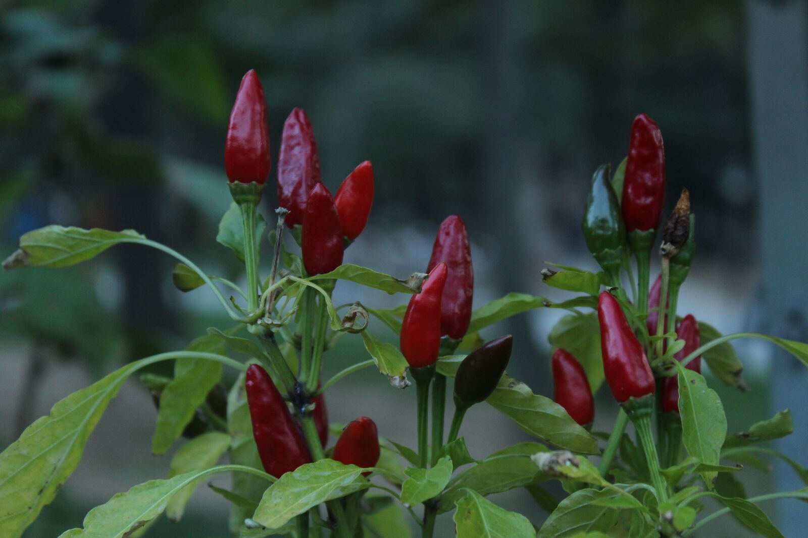 Canon EOS 700D (EOS Rebel T5i / EOS Kiss X7i) sample photo. Red pepper, cayenne pepper photography