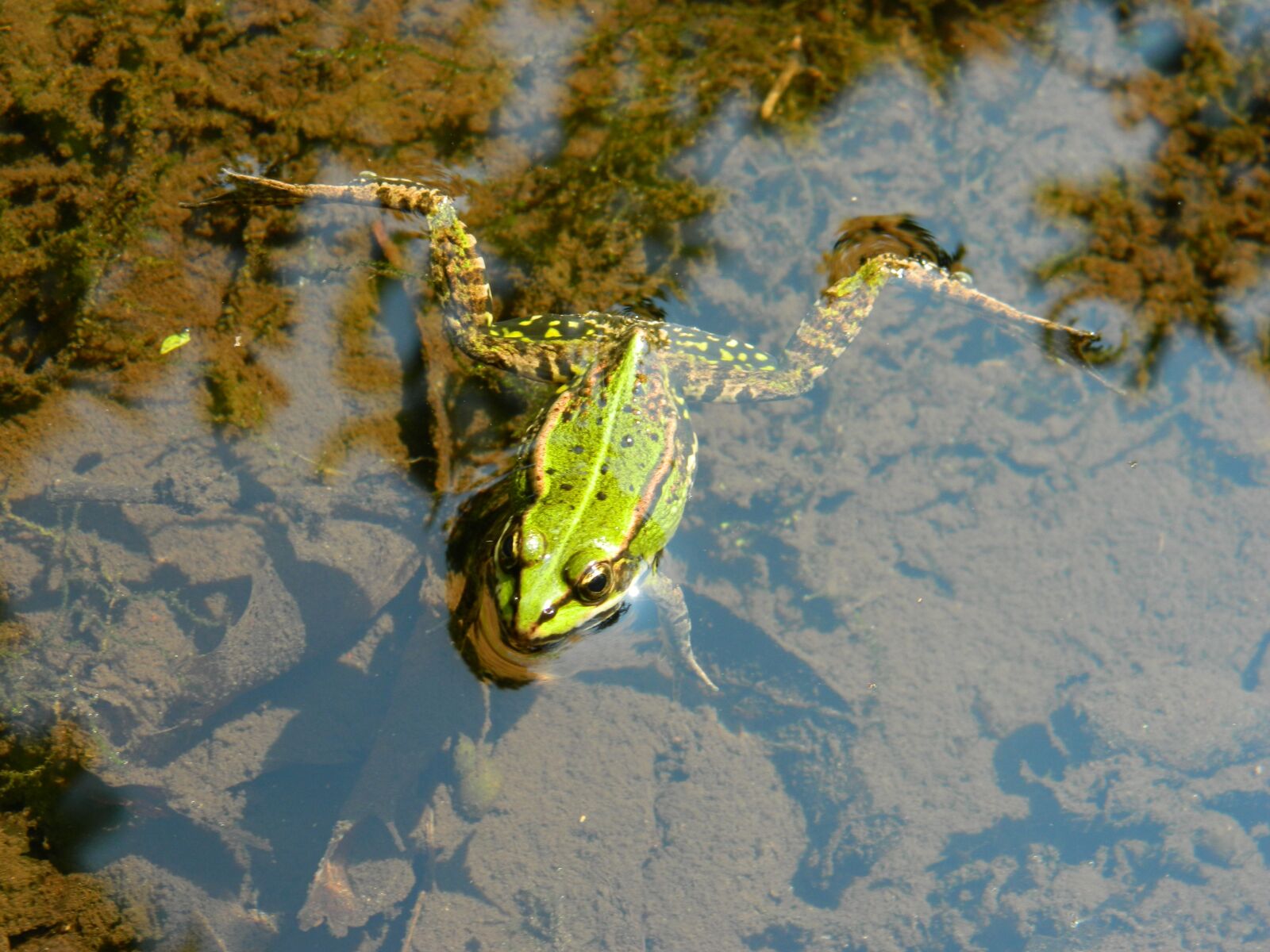 Nikon Coolpix L120 sample photo. Frog, frog pond, amphibian photography