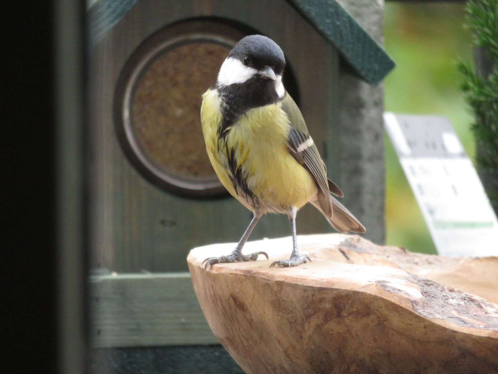 Canon PowerShot SX700 HS sample photo. Great tit, bird, nature photography