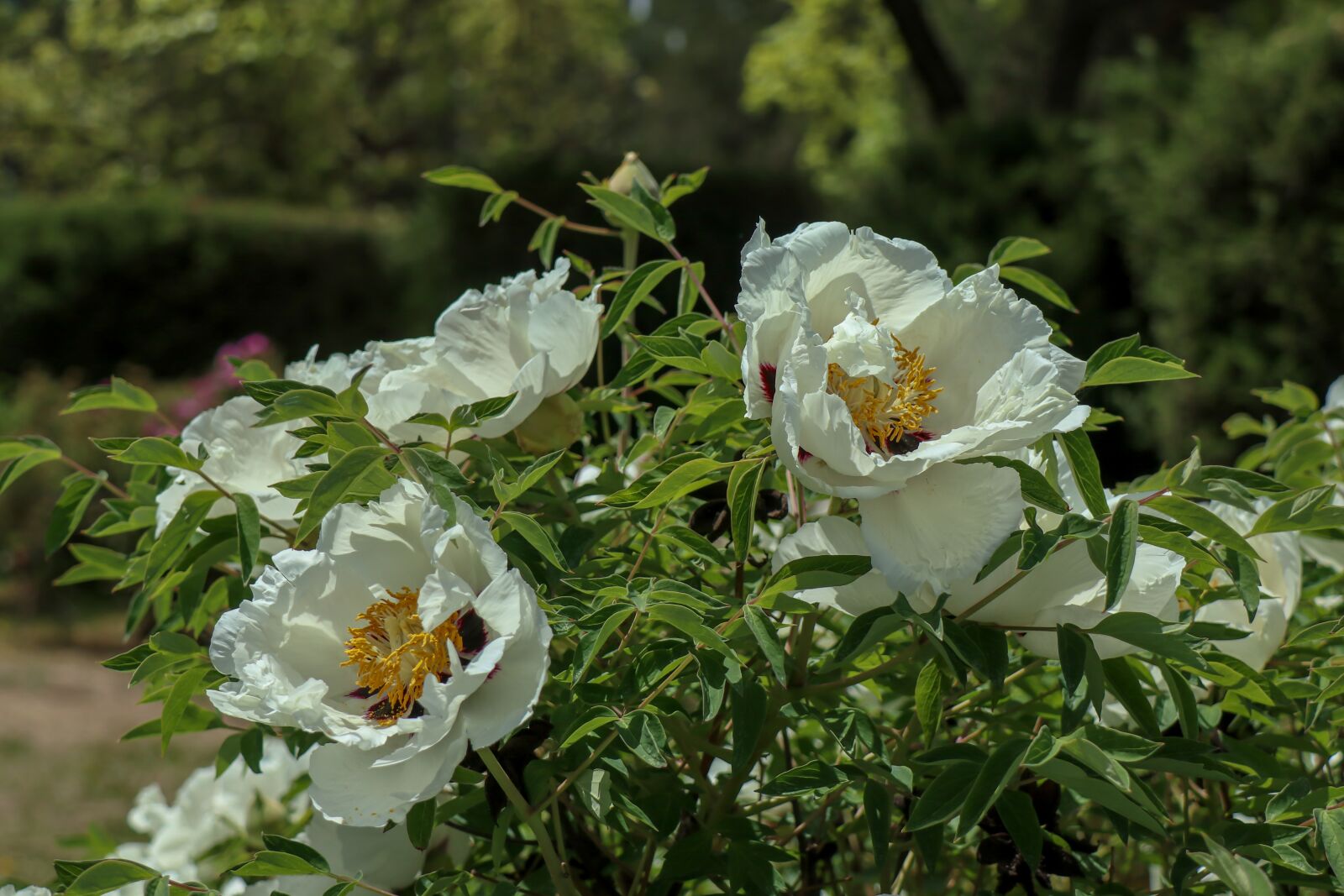 Canon EOS M5 sample photo. Flowers, garden, nature photography