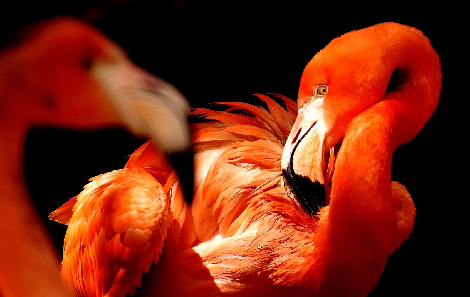 Nikon D7200 sample photo. Flamingos, birds, water bird photography