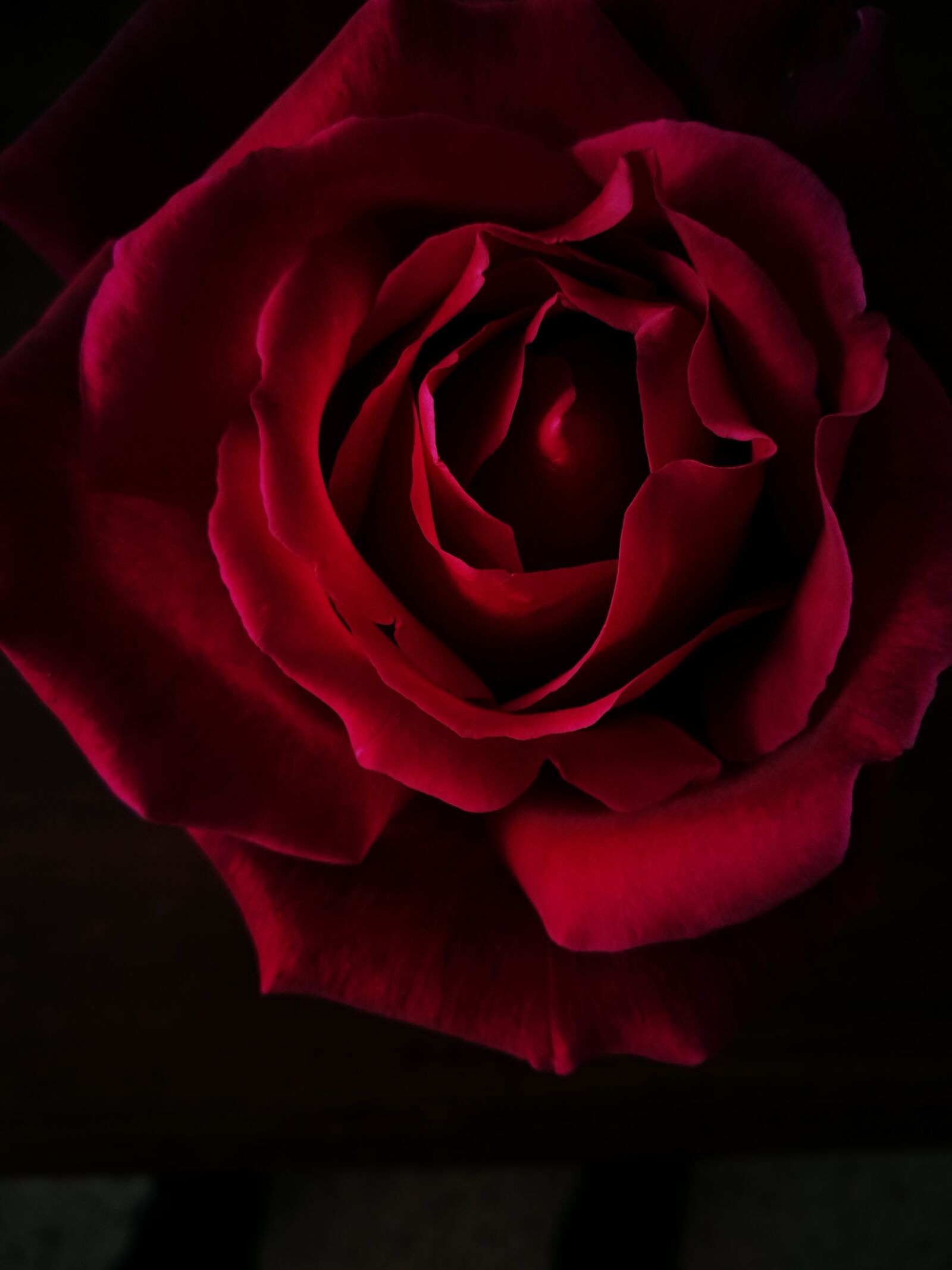 HUAWEI P9 sample photo. Rose, flower, black photography