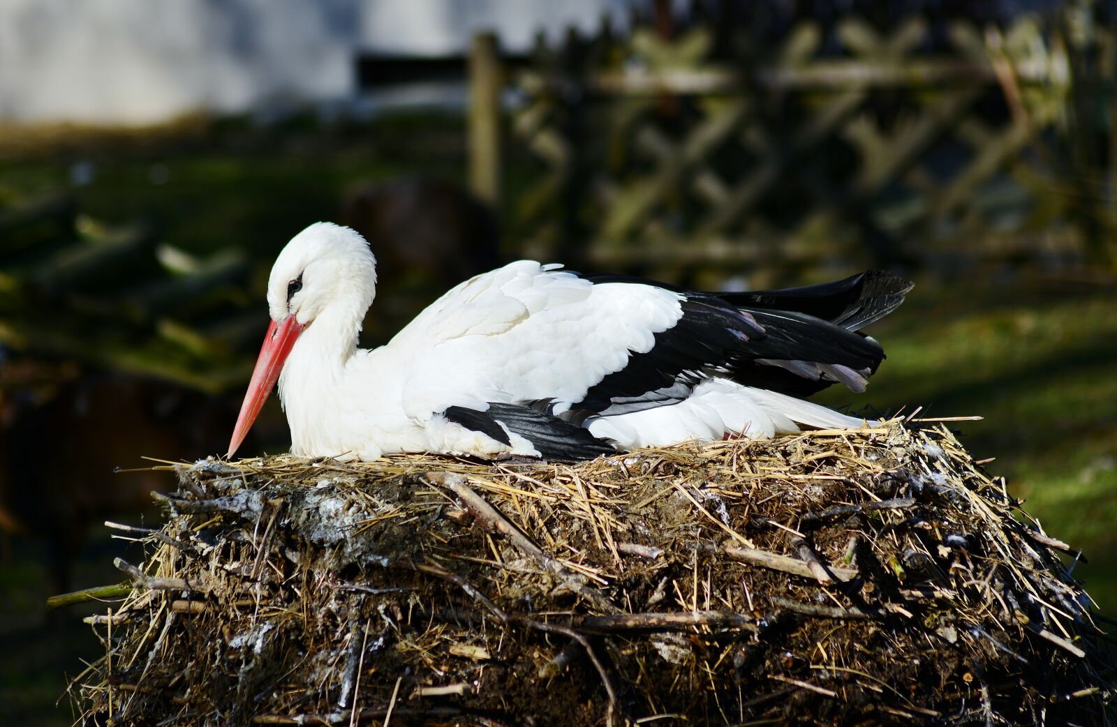 Nikon D5200 sample photo. Stork, nest, white stork photography