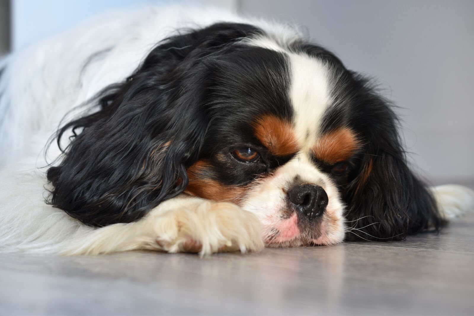 Nikon D5600 sample photo. Dog, cavalier king charles photography