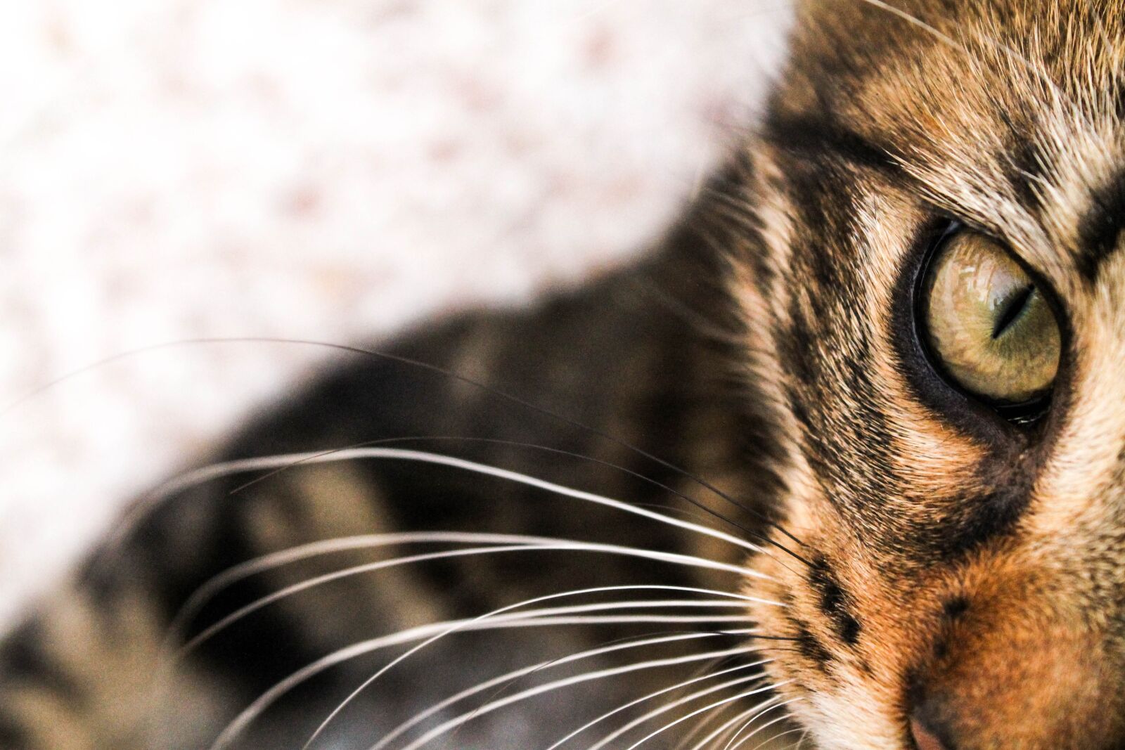 Canon EOS 1100D (EOS Rebel T3 / EOS Kiss X50) sample photo. Cat, feline, animals photography