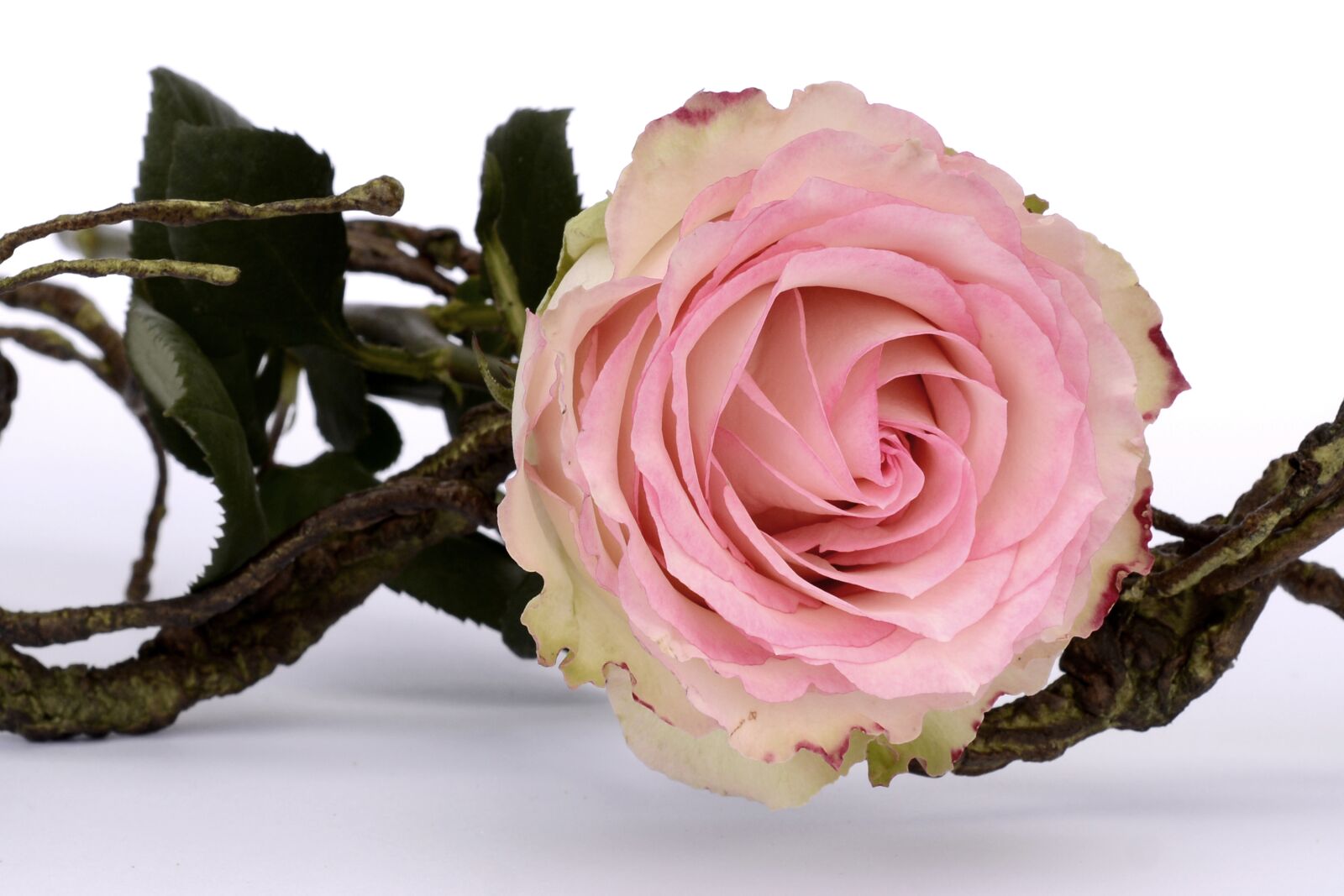 Nikon D7100 sample photo. Rose, pink, rose flower photography