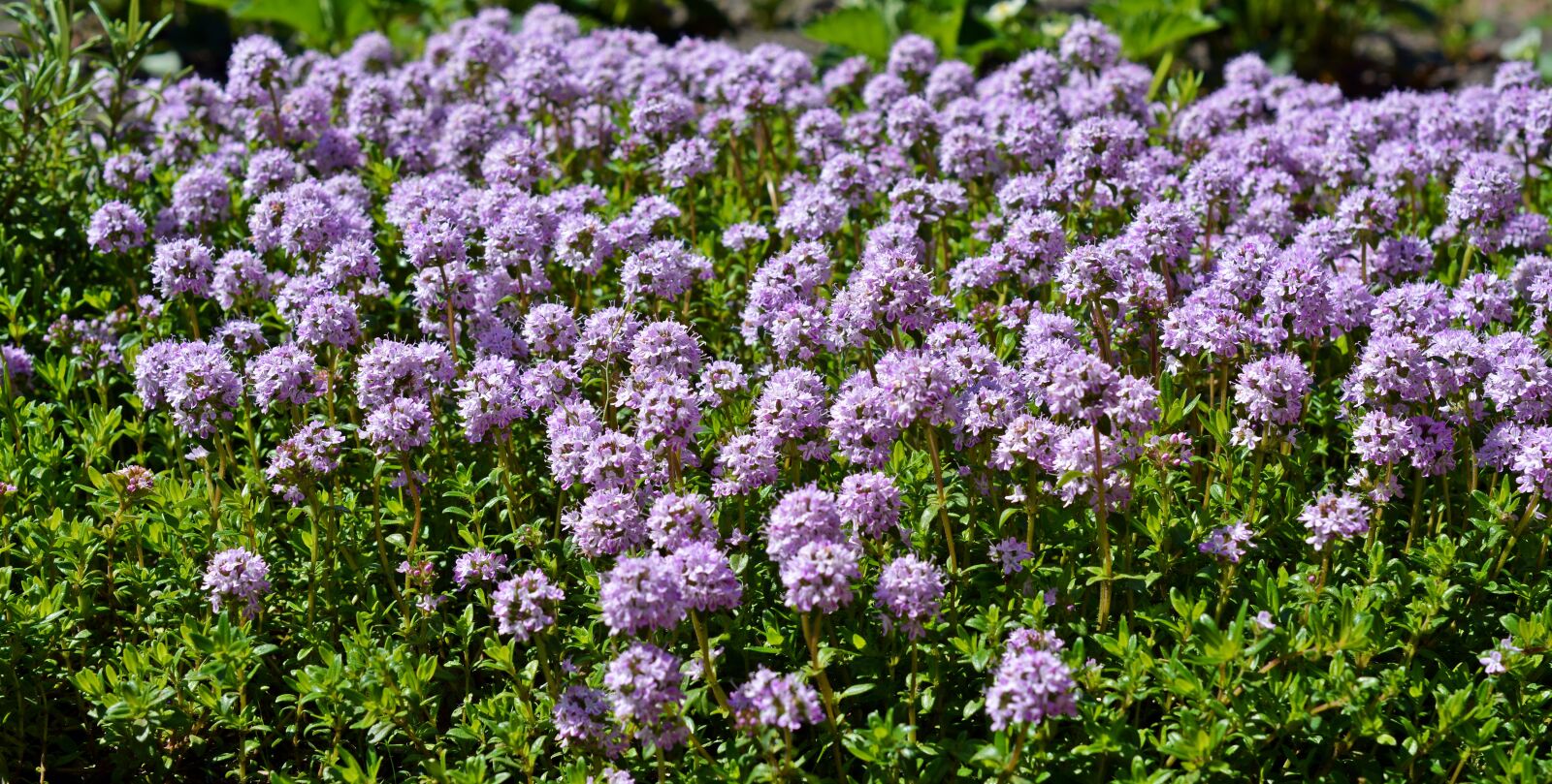 Nikon D5200 sample photo. Thyme, thymus serpyllum, blossom photography