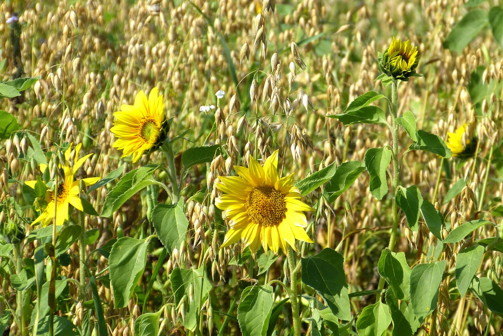 Panasonic Lumix DMC-FZ150 sample photo. Sunflower, yellow, green photography