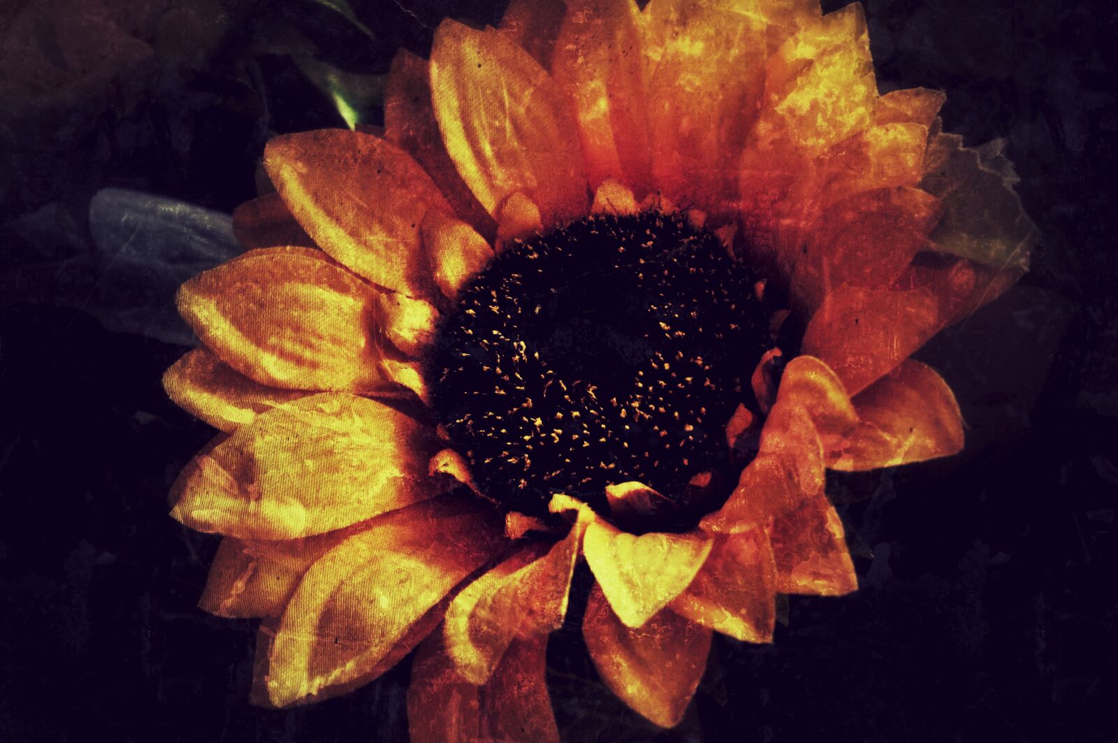 Nikon D90 sample photo. Flower, sunflower, floral photography