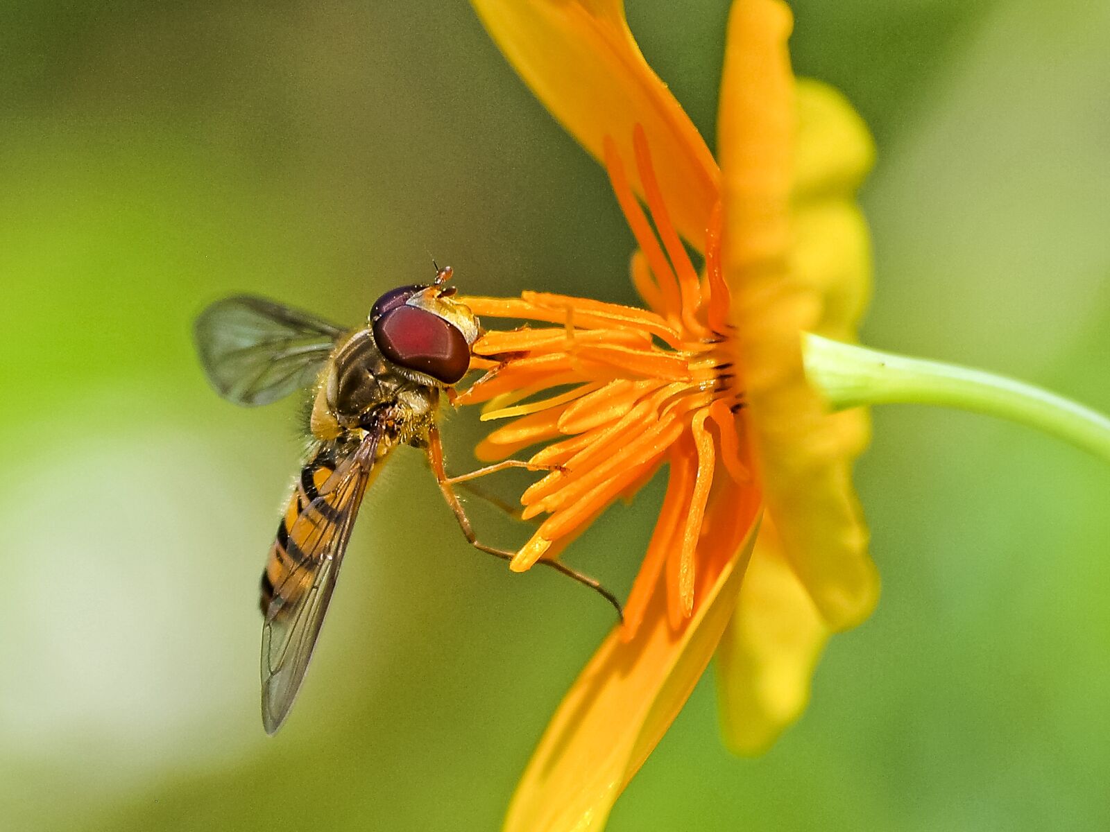 Olympus Zuiko Digital ED 70-300mm F4.0-5.6 sample photo. Hoverfly, insect, blossom photography
