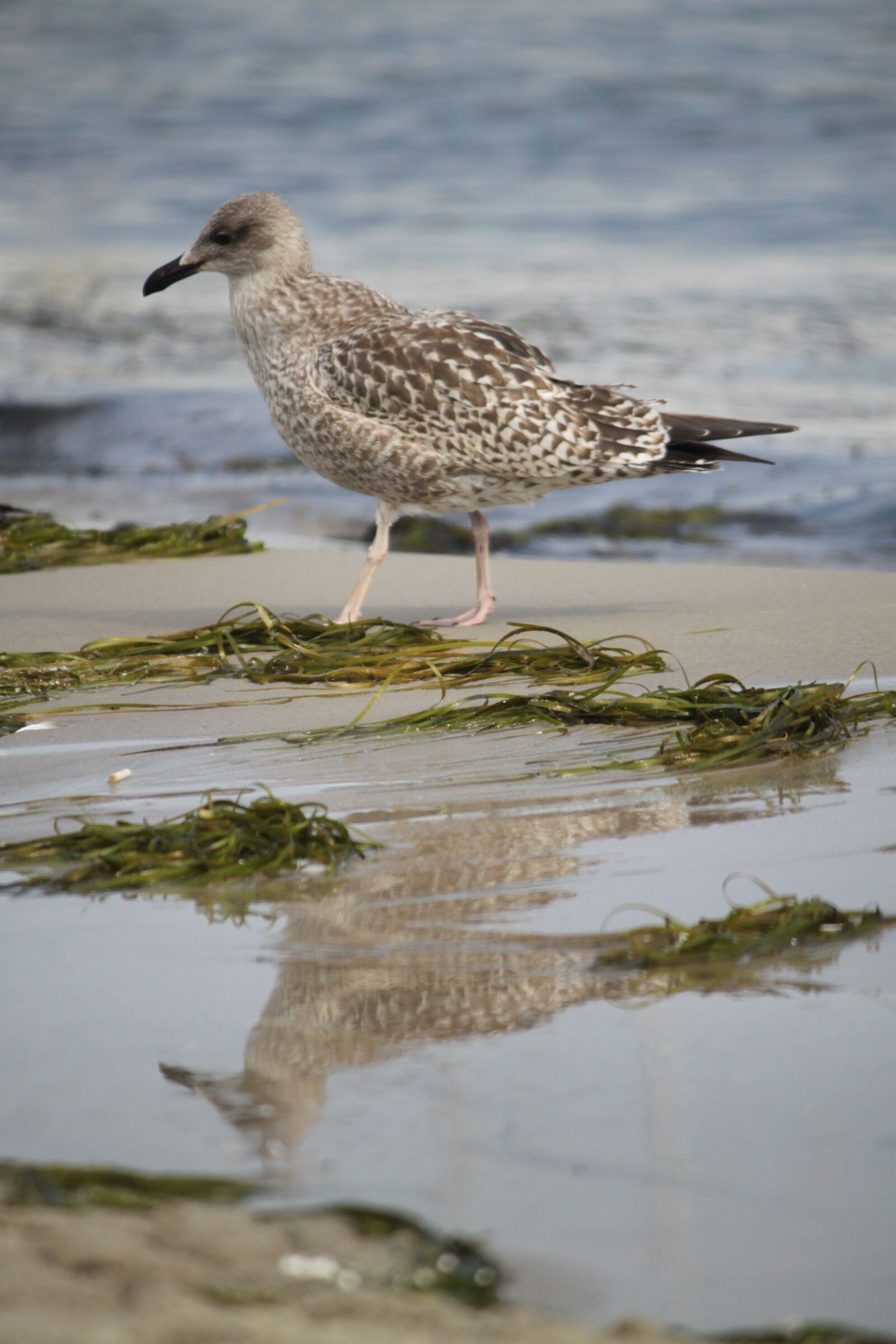 Canon EOS 500D (EOS Rebel T1i / EOS Kiss X3) sample photo. Bird, wild birds, nature photography