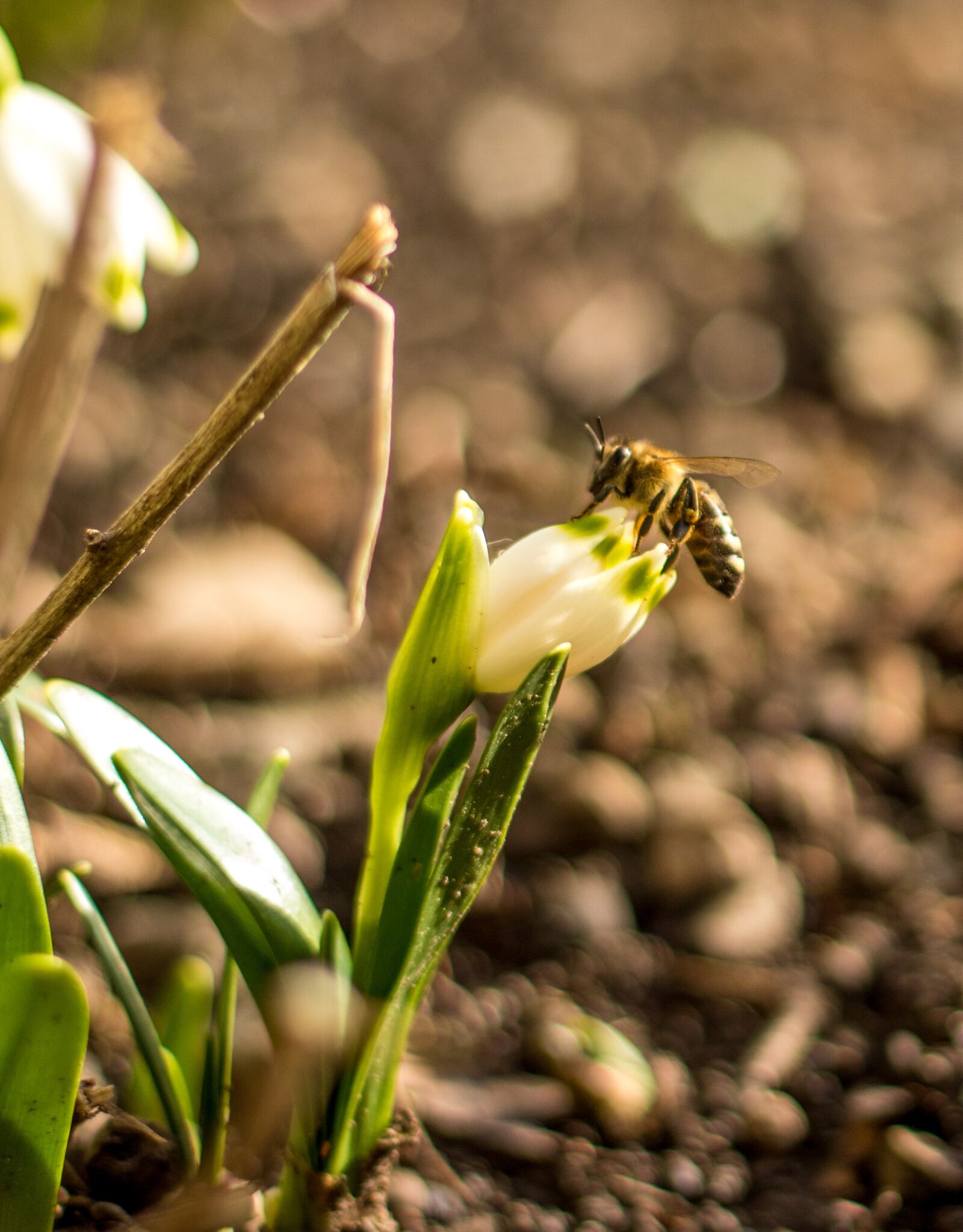 Canon EF 50mm F1.8 II sample photo. Bee, flower, flight photography