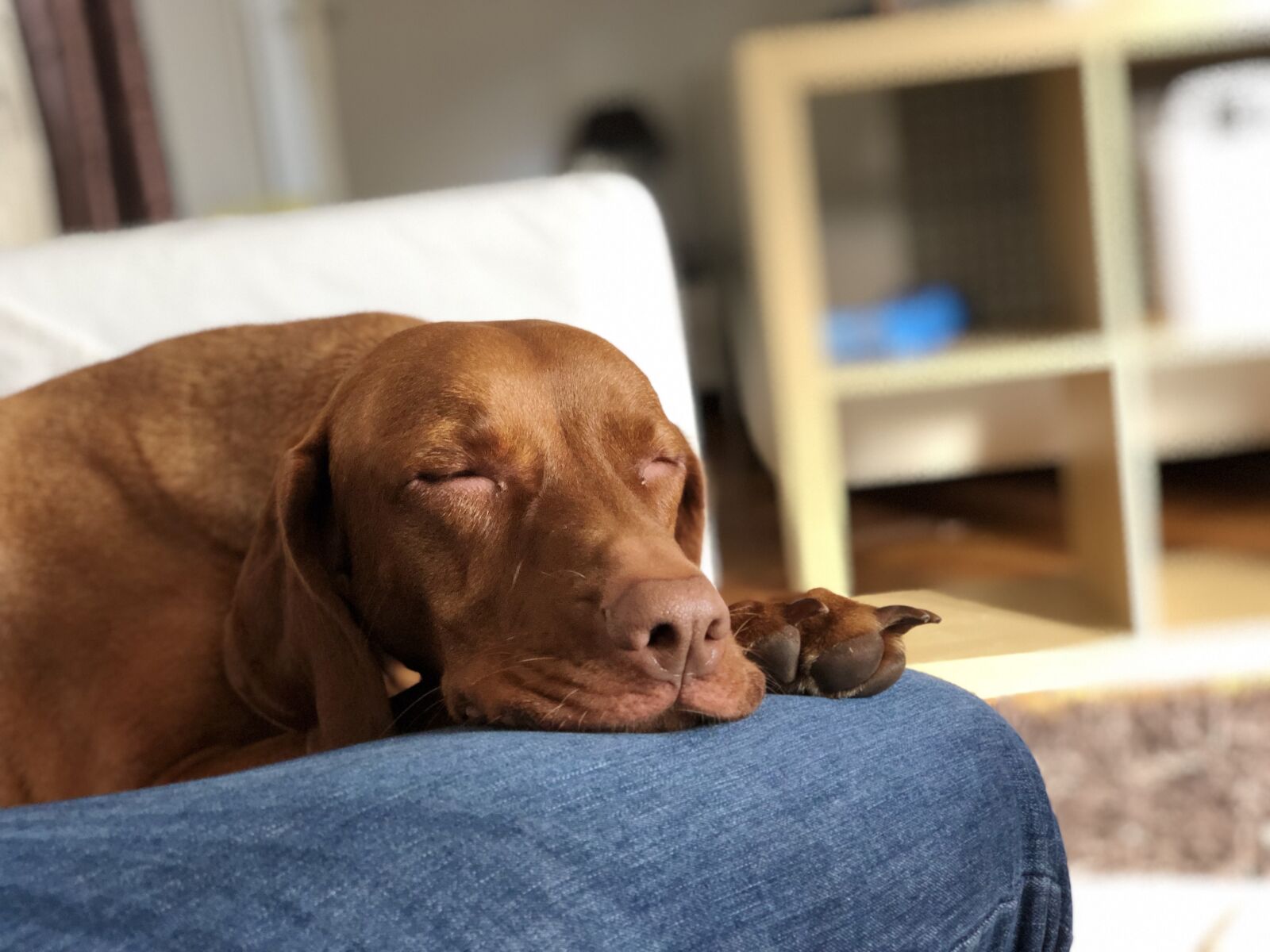 iPhone X back dual camera 6mm f/2.4 sample photo. Dog, my favorite, mammal photography