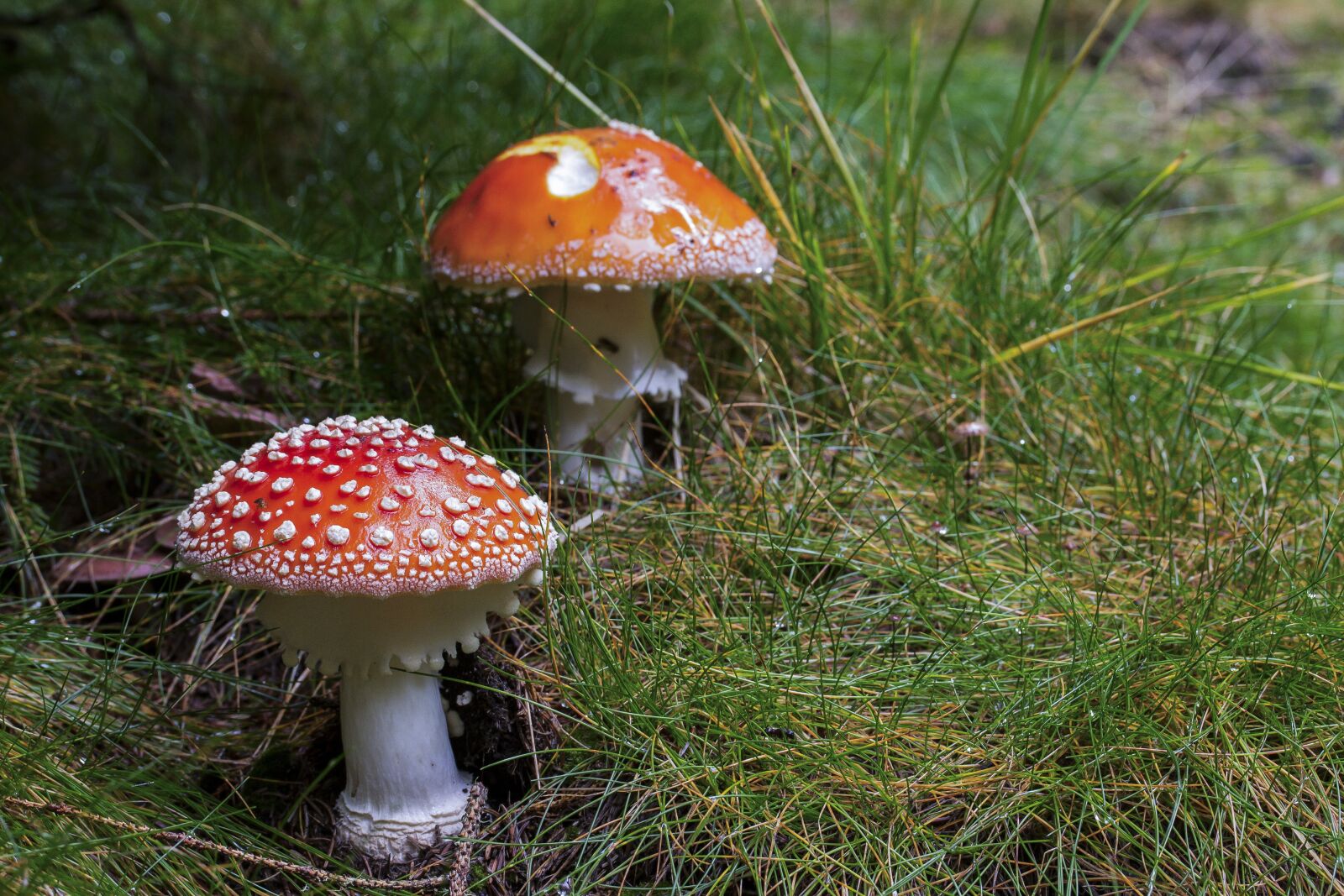 Canon EF-S 60mm F2.8 Macro USM sample photo. Mushroom, fly-agaric, red mushroom photography