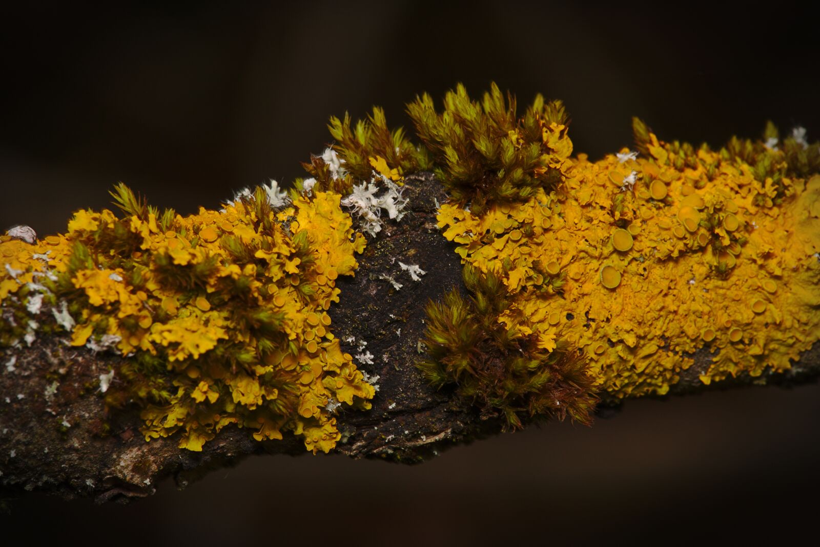 Canon EOS M5 + Canon EF-M 18-150mm F3.5-6.3 IS STM sample photo. Lichen, branch, moss photography