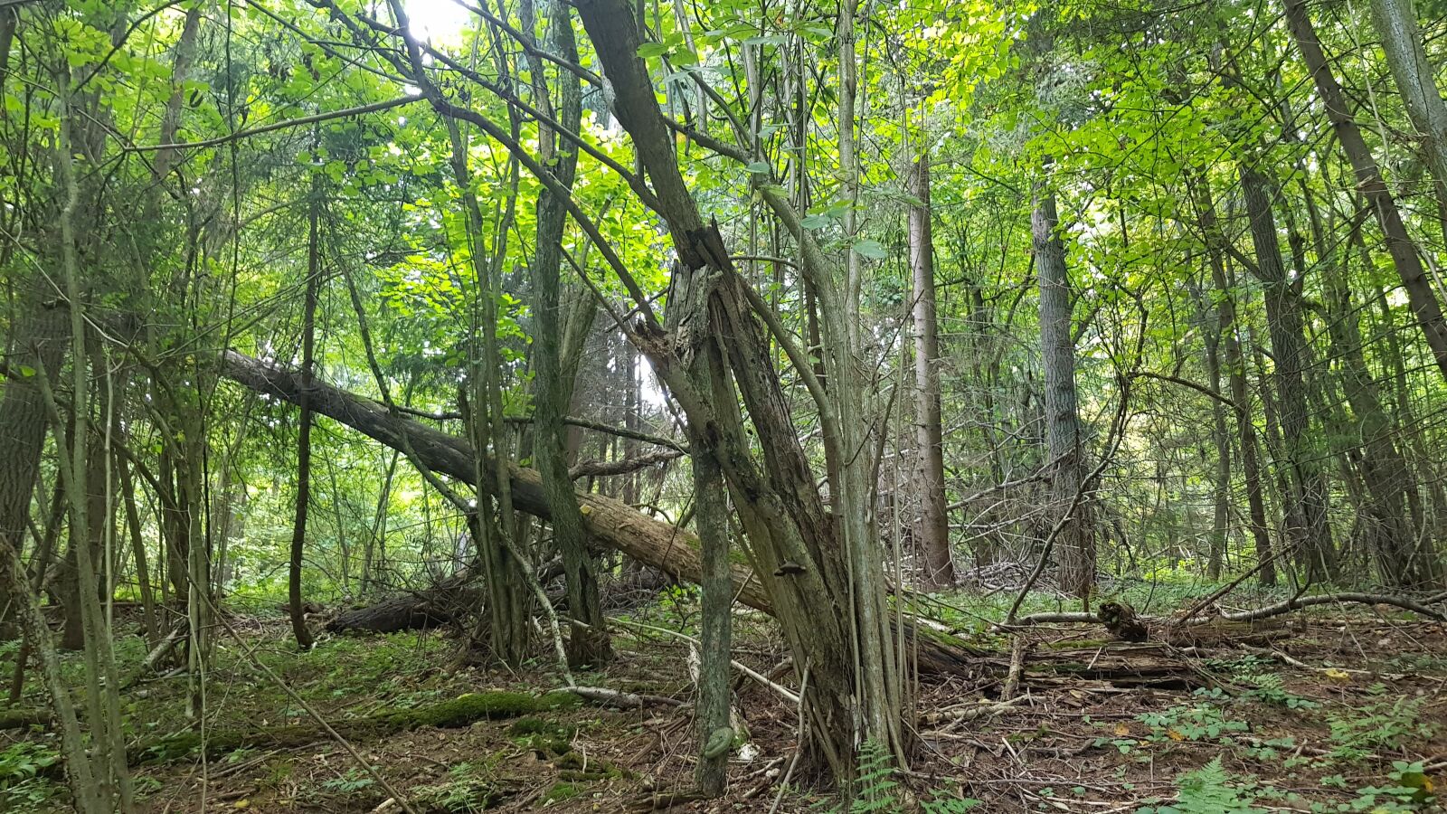 Samsung Galaxy S8 sample photo. Forest, green, light photography