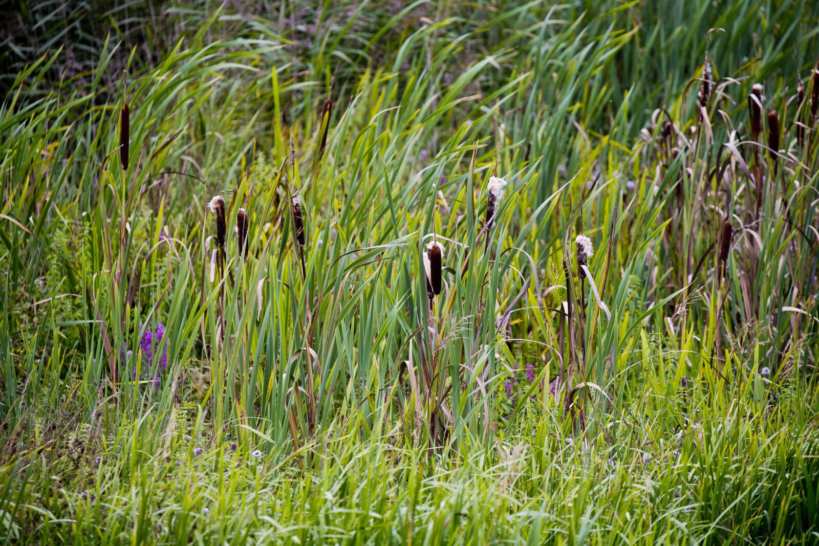 Canon EOS-1D X + Canon EF 100-400mm F4.5-5.6L IS II USM sample photo. Bulrushes, reed, wild grasses photography