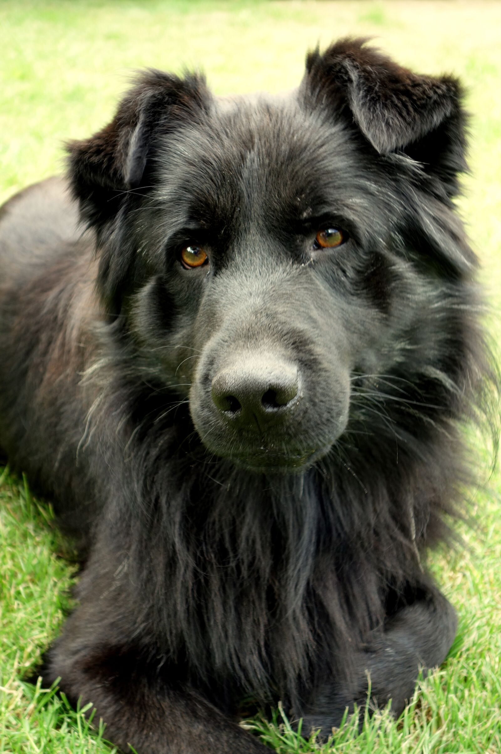 Sony Cyber-shot DSC-RX100 sample photo. Dog, animal, fur photography