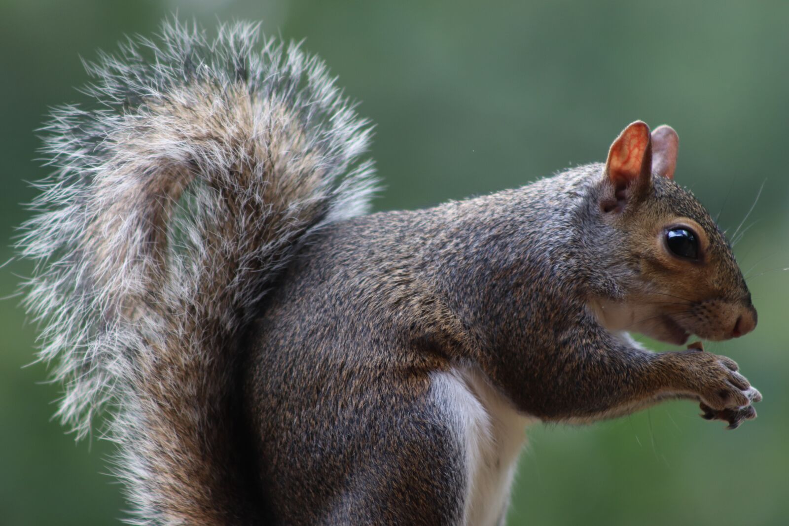Canon EOS 800D (EOS Rebel T7i / EOS Kiss X9i) sample photo. Squirrel, nature, grey photography