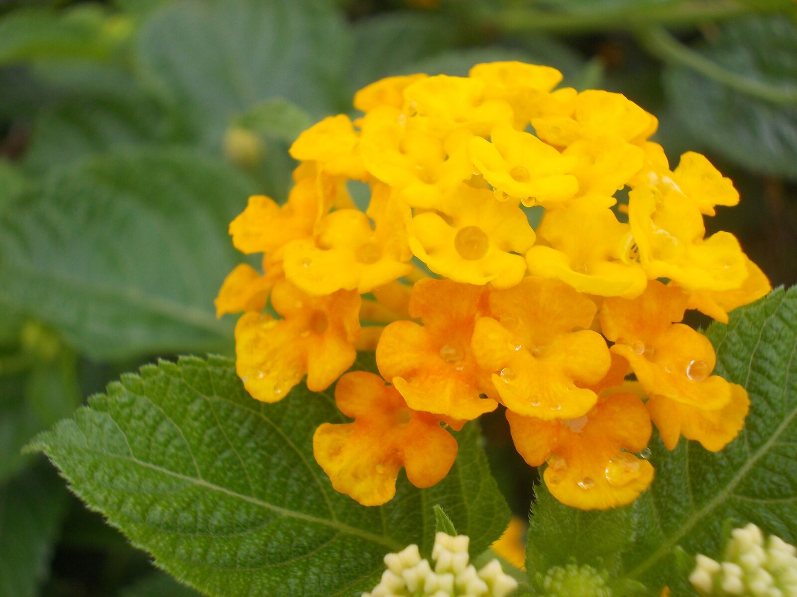 Nikon COOLPIX L25 sample photo. Flower, yellow, lantana photography