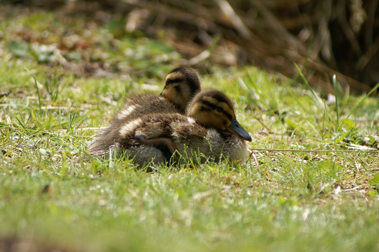 KONICA MINOLTA DYNAX 5D sample photo. Ducks, nature, brown photography