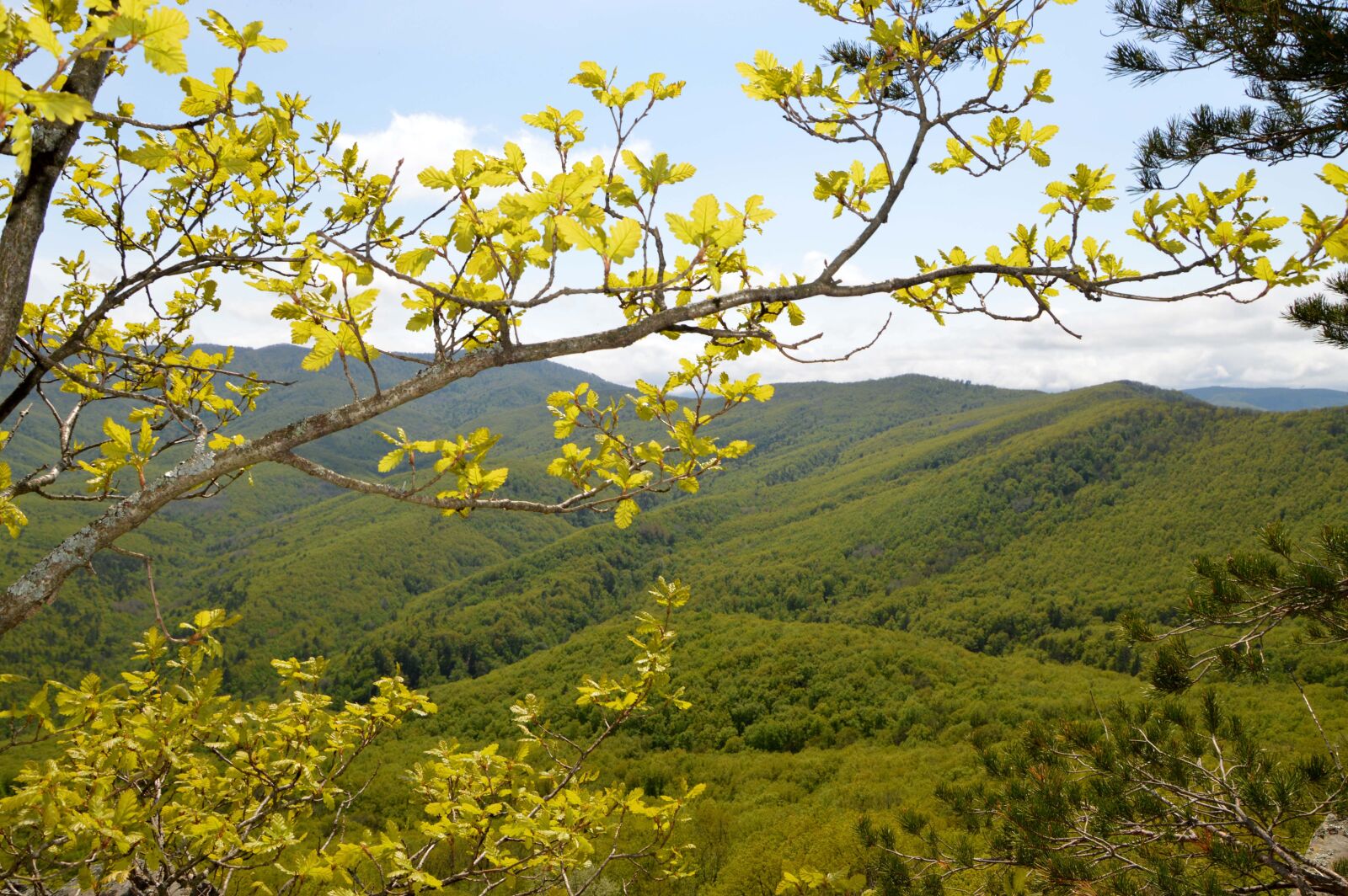 Nikon D3200 sample photo. Mountains, nature, forest photography