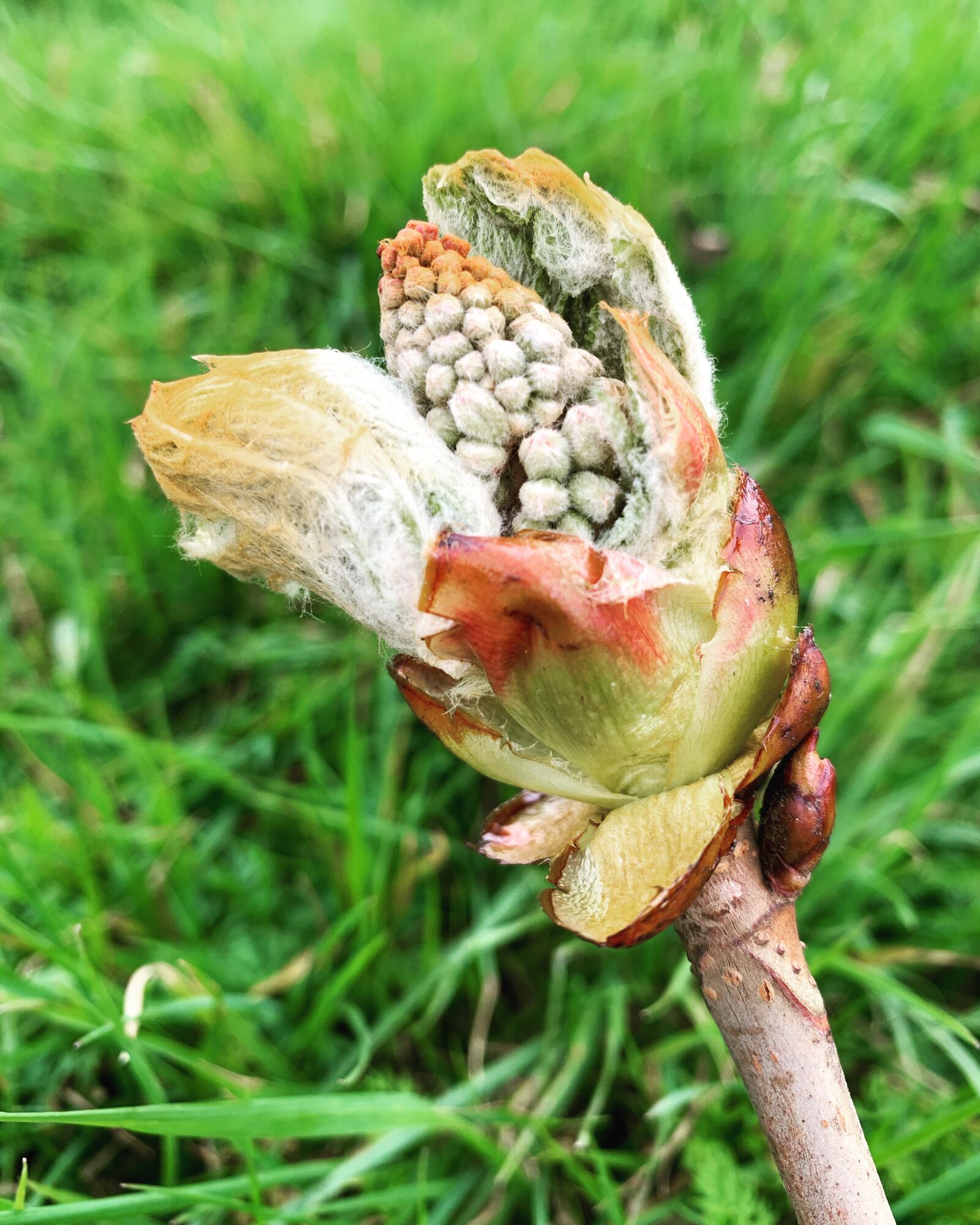 iPhone XS back dual camera 4.25mm f/1.8 sample photo. Bud, spring, tree bud photography