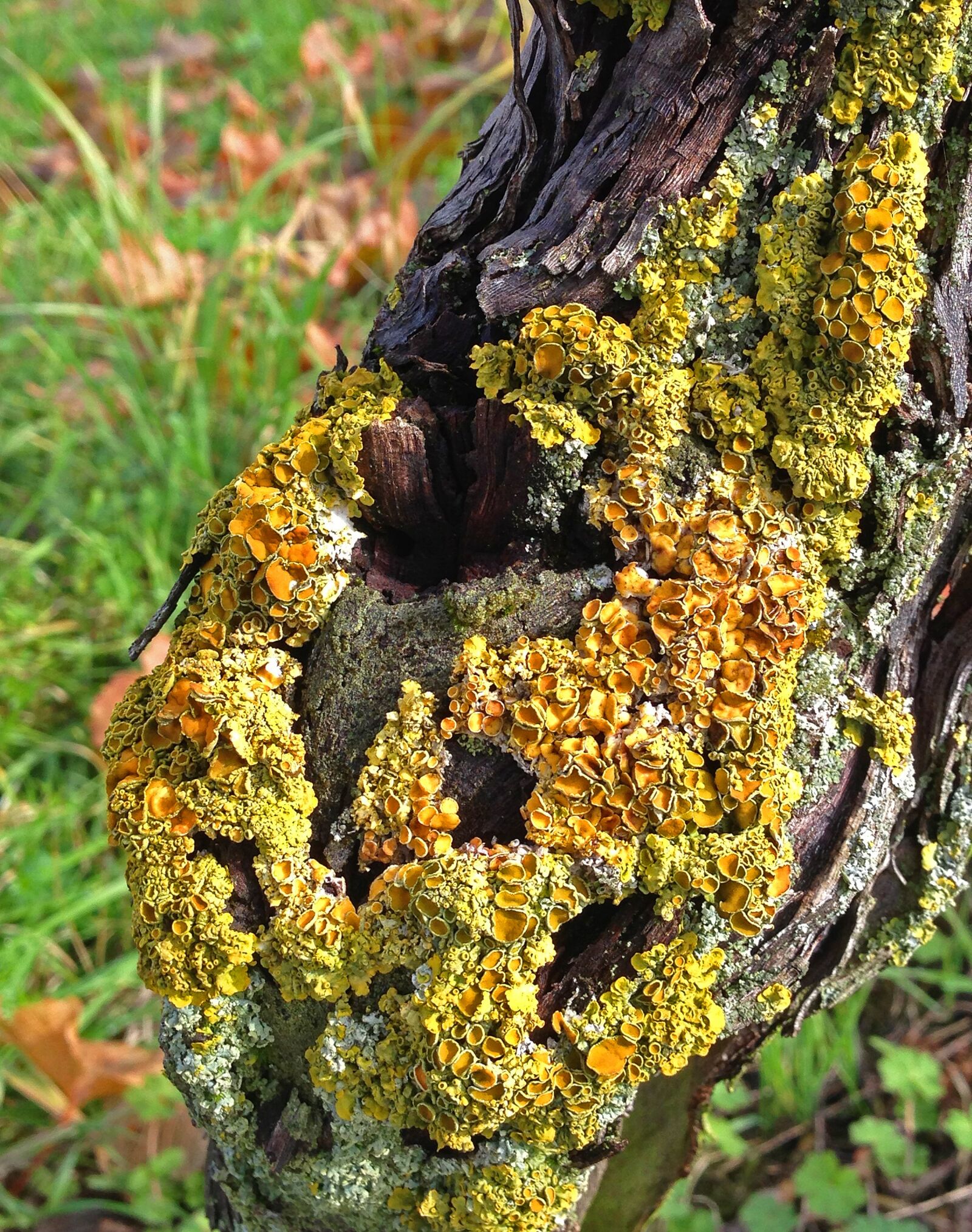 Apple iPhone 5 sample photo. Tree, weave, log photography
