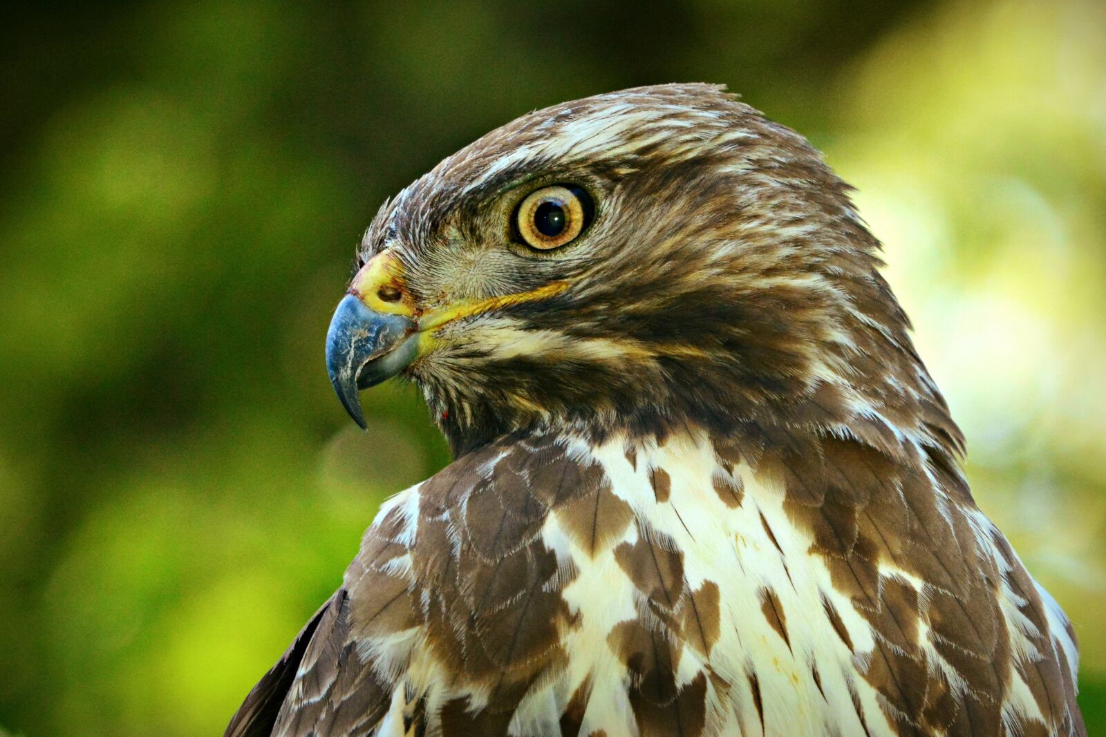 Nikon D7100 sample photo. Common buzzard, bird, predator photography