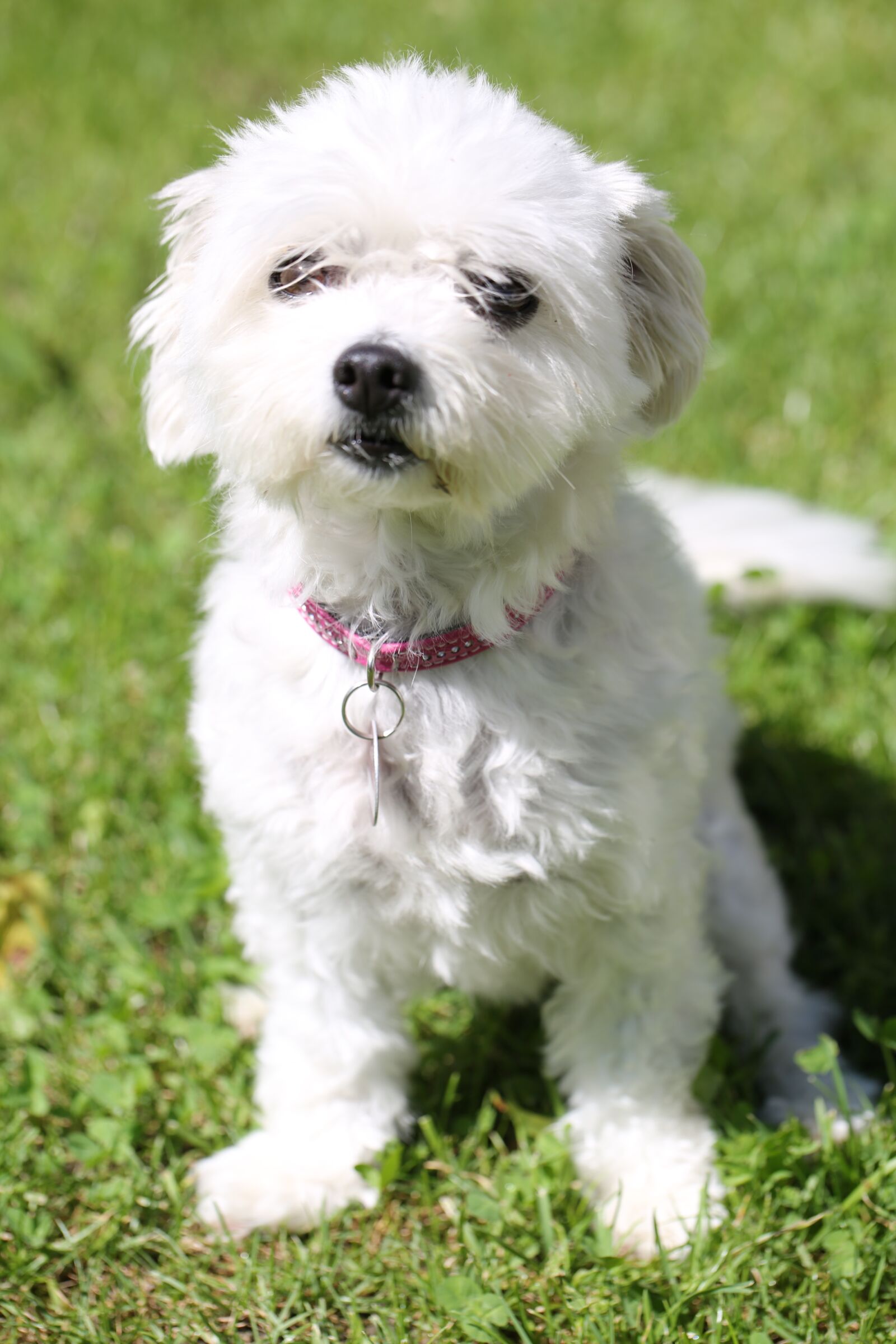 Canon EF 100mm F2.8L Macro IS USM sample photo. Dog, white, pet photography