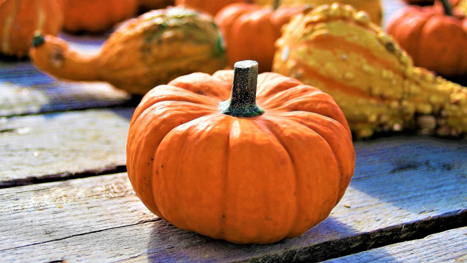 Canon EOS 400D (EOS Digital Rebel XTi / EOS Kiss Digital X) sample photo. Orange, ornamental pumpkins, the photography